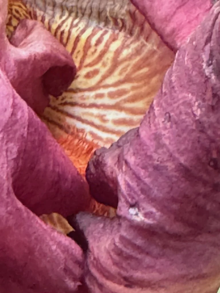 IMG_2476 2026 04.jpeg