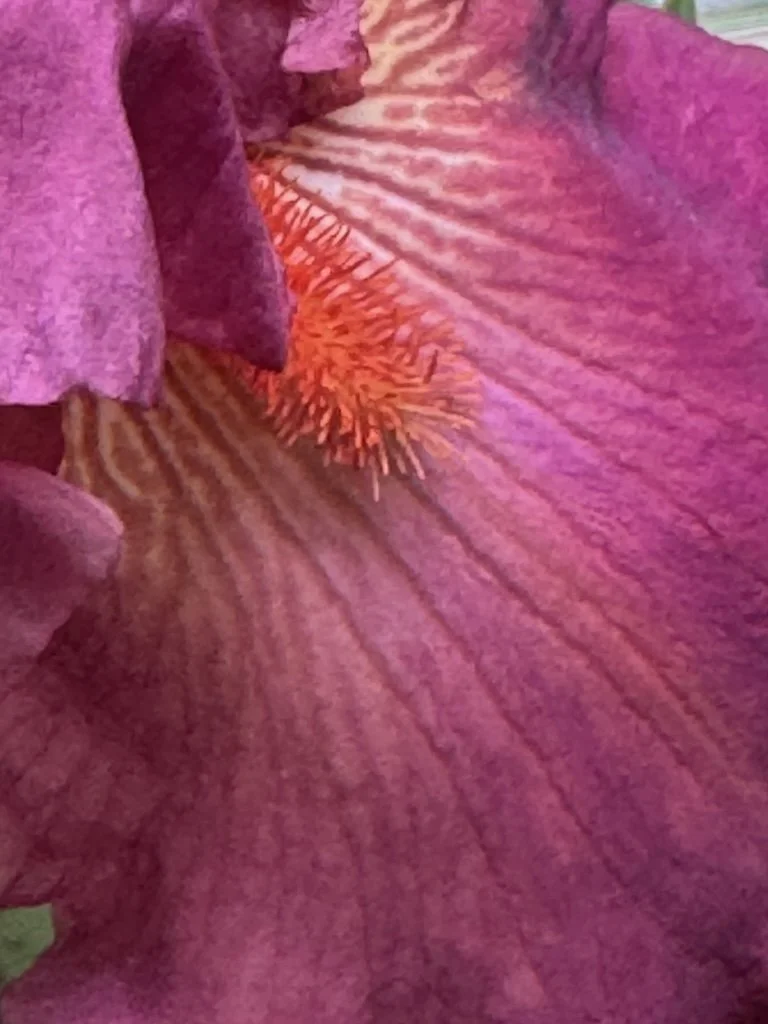IMG_2524 2026 04.jpeg