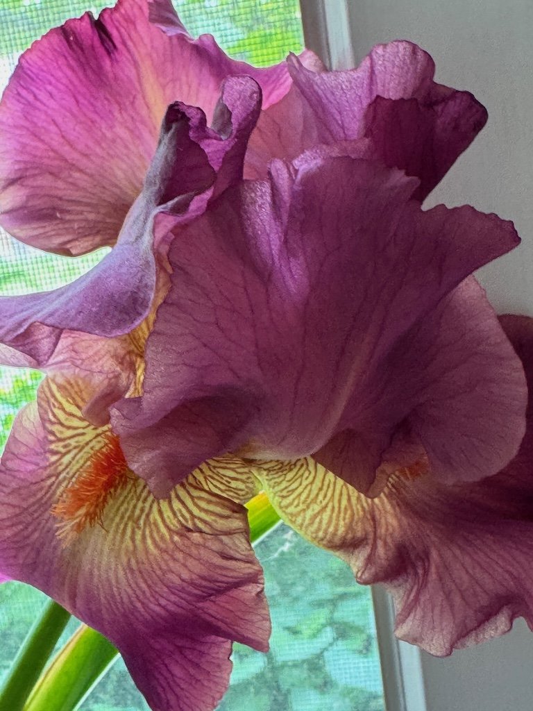 IMG_2538 2026 04.jpeg