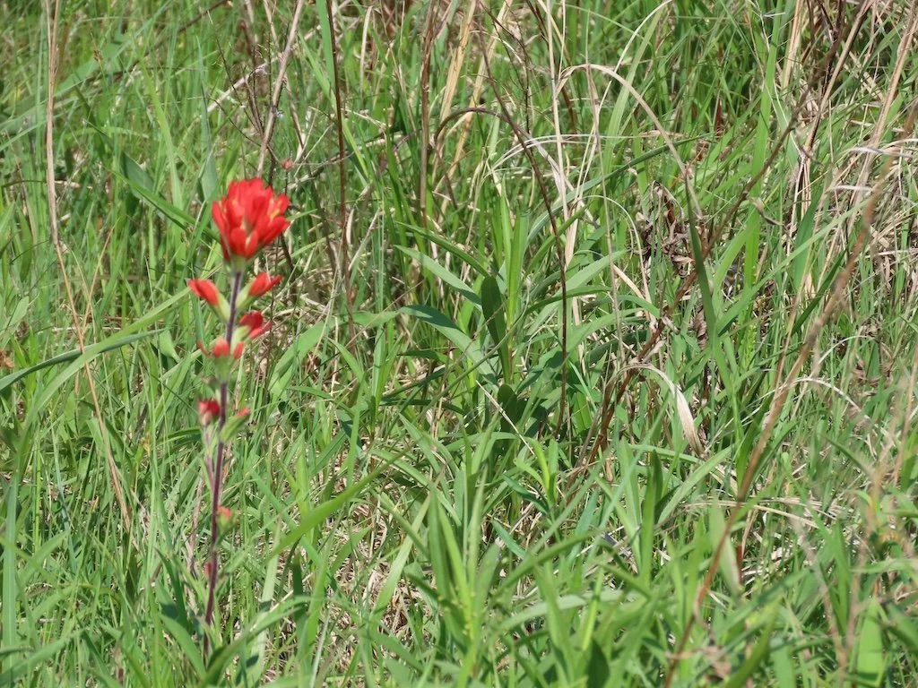 IMG_9019 2026 04.jPG