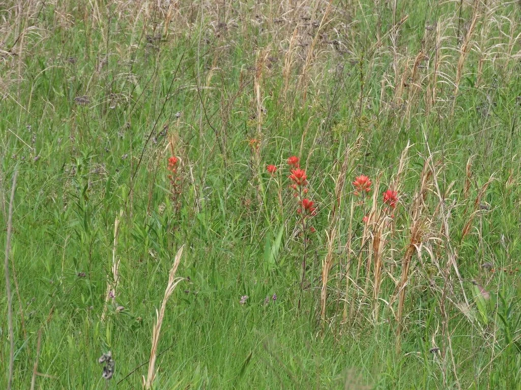 IMG_9115 2026 04.jPG
