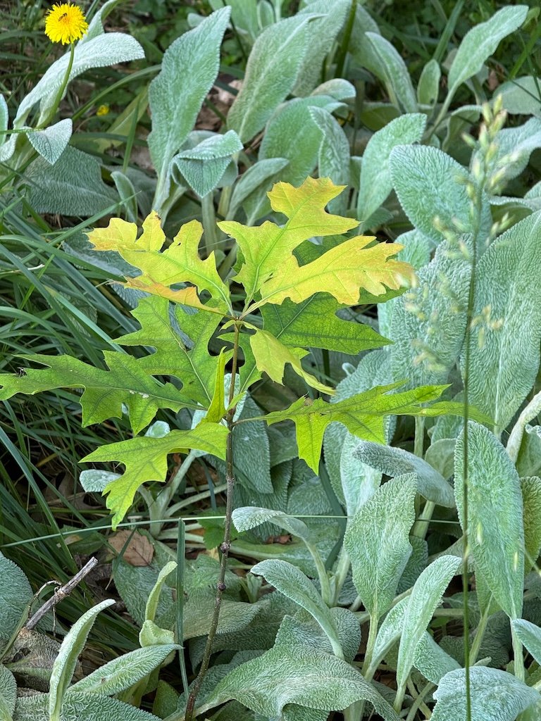 IMG_3800 2026 06.jpeg