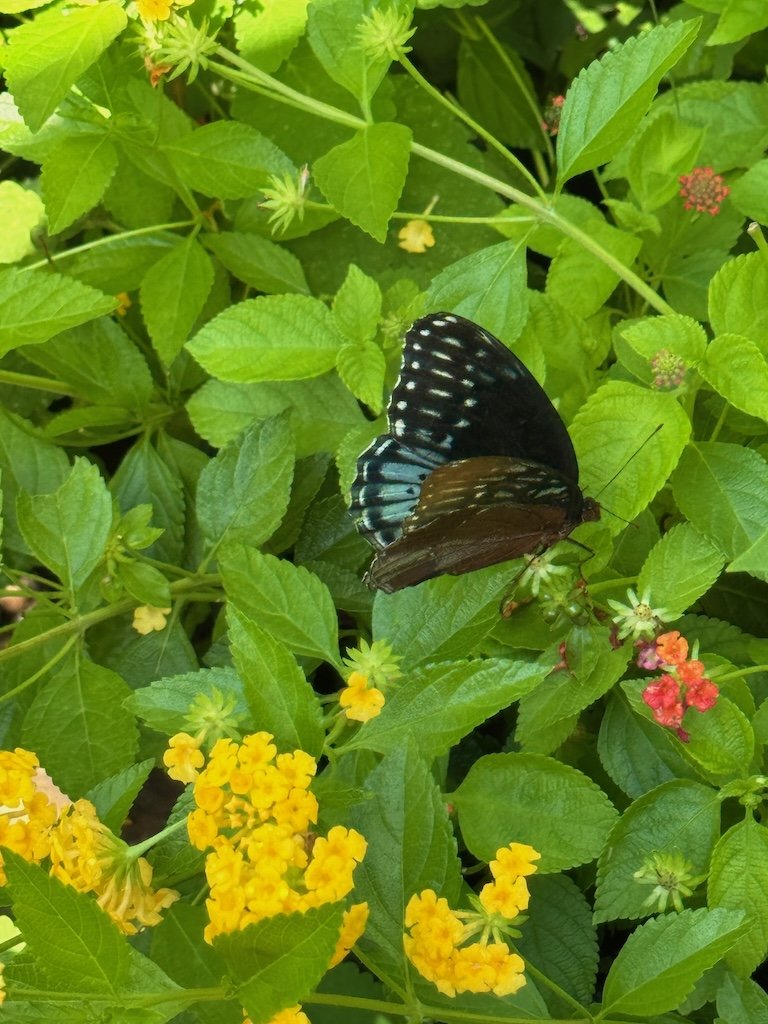 IMG_4559 2026 07.jpeg