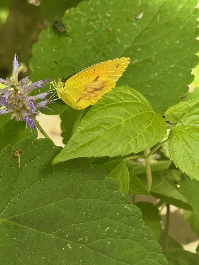 IMG_4825 2026 07.jpeg