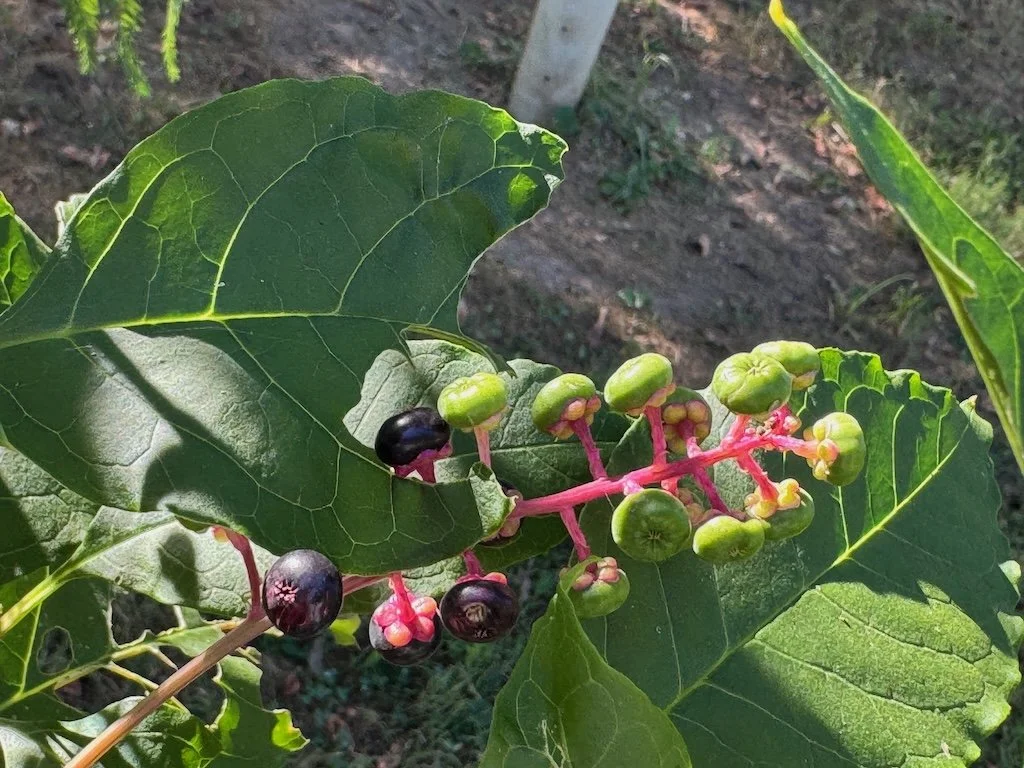 IMG_6007 2026 09.jpeg