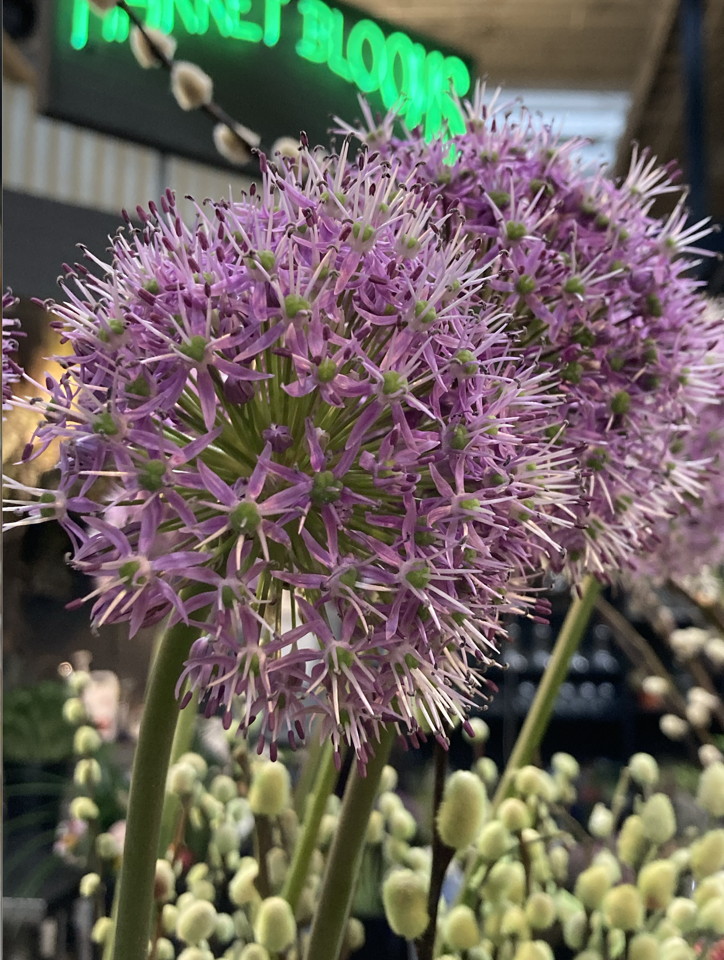 market-blooms-north-market-columbus-bloom-bar6.png