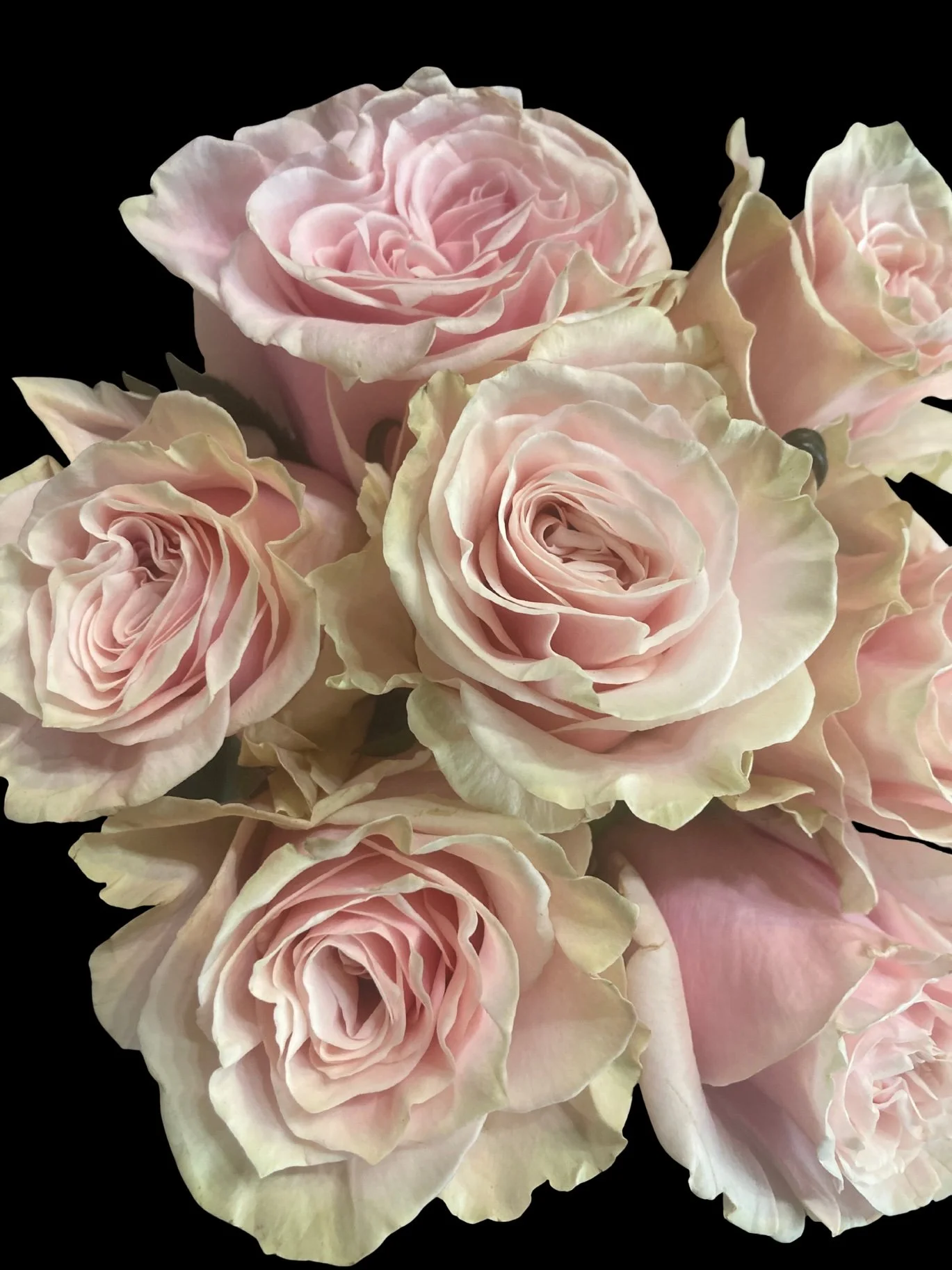 1_15_2026, 12_01_21 PM - Edited.jpg