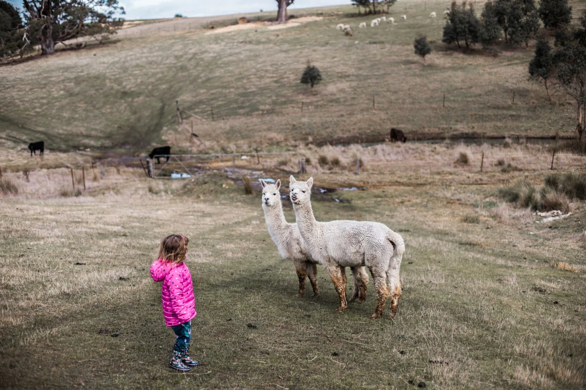 Lauren McAdam Photography Geelong jan juc torquay newtown belmont family newborn photographer-7254.jpg