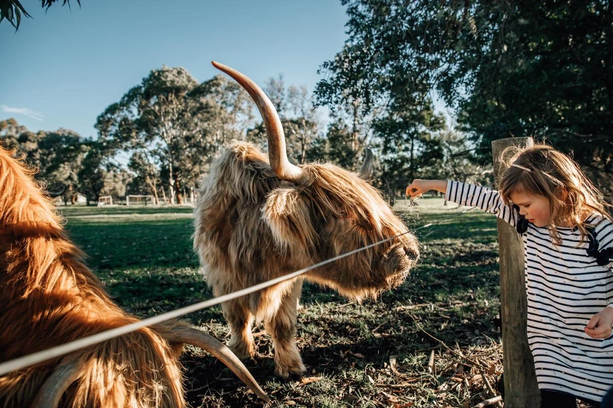 Little girl feeding Scottish highland cattle Lauren McAdam Photography Geelong torquay newtown armstrong creek moriac family photographer -10.jpg