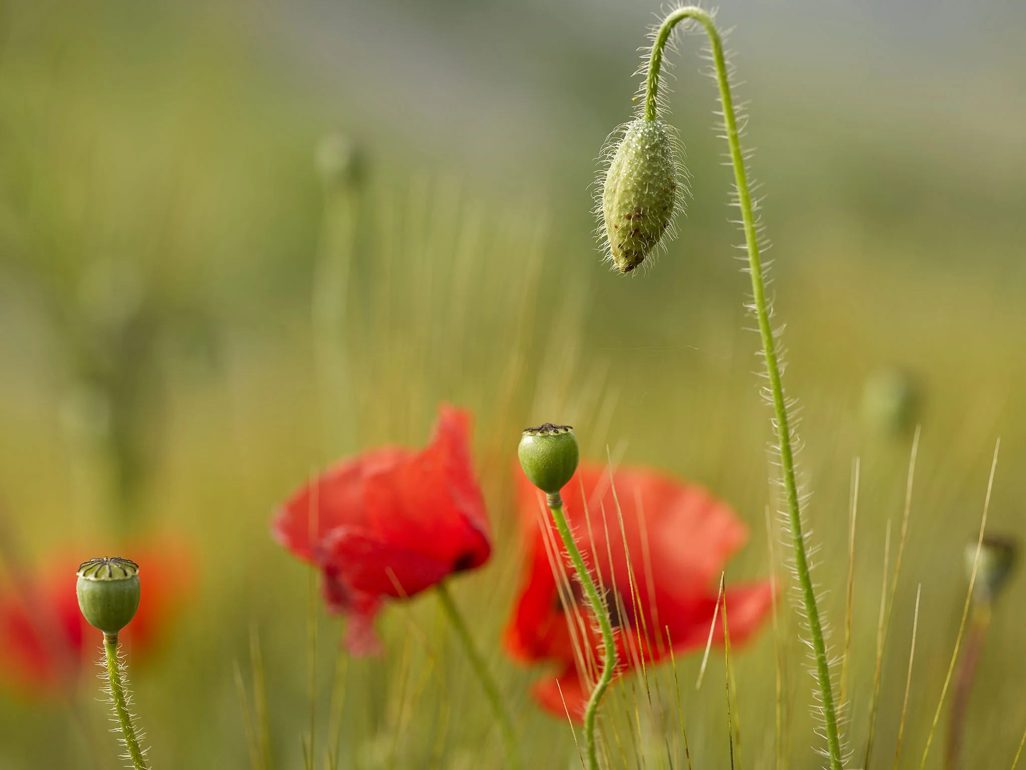 CF040456 kopieren.jpg