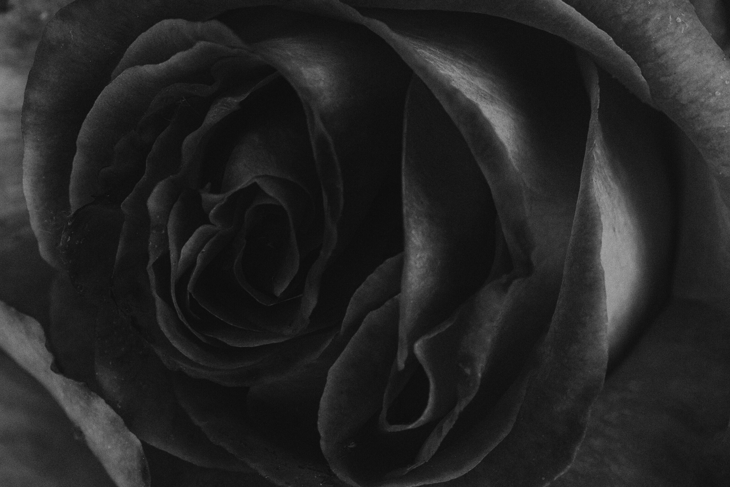 200518_may_roses_8635-Edit-2.jpg