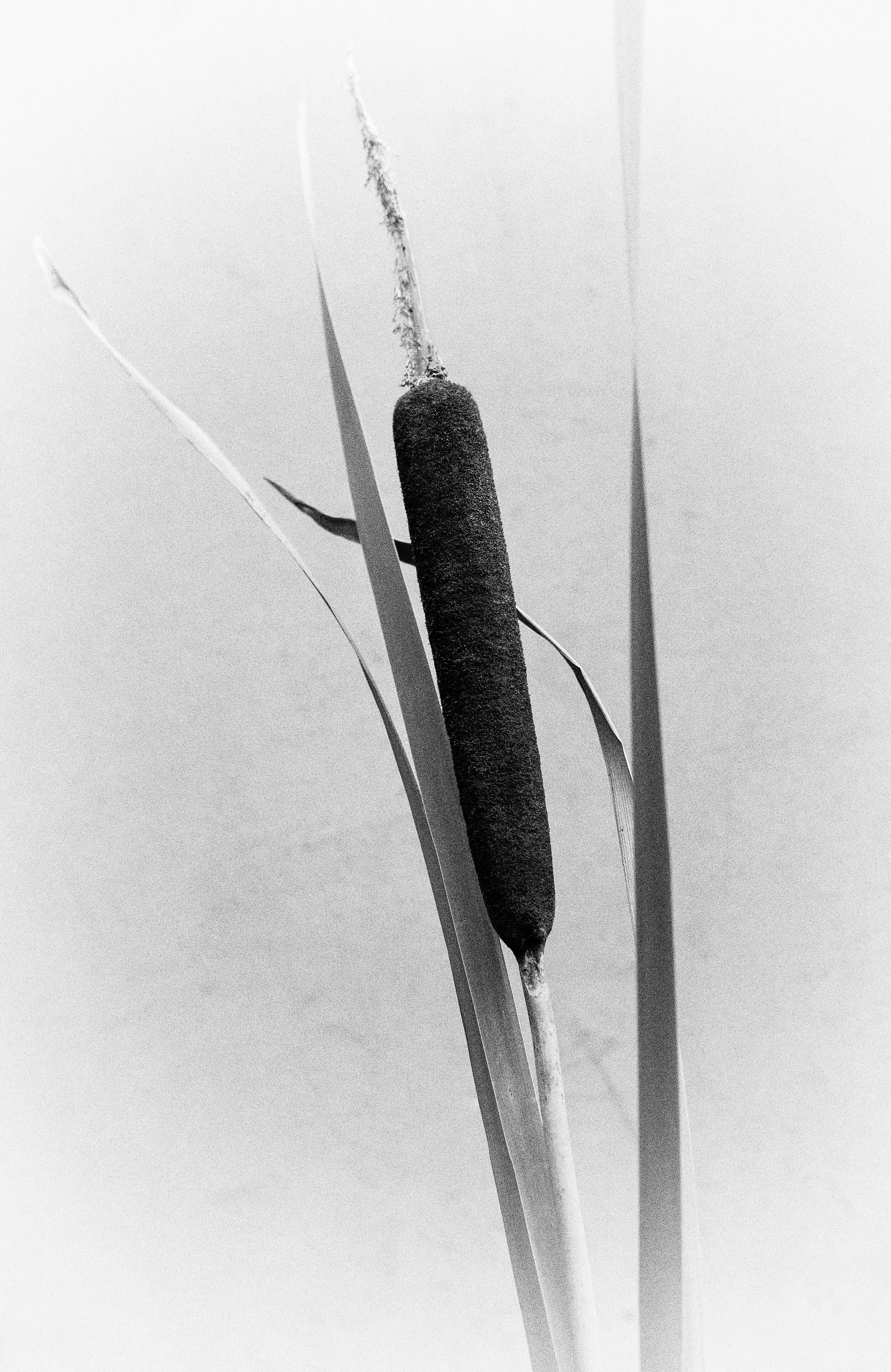 bulrush