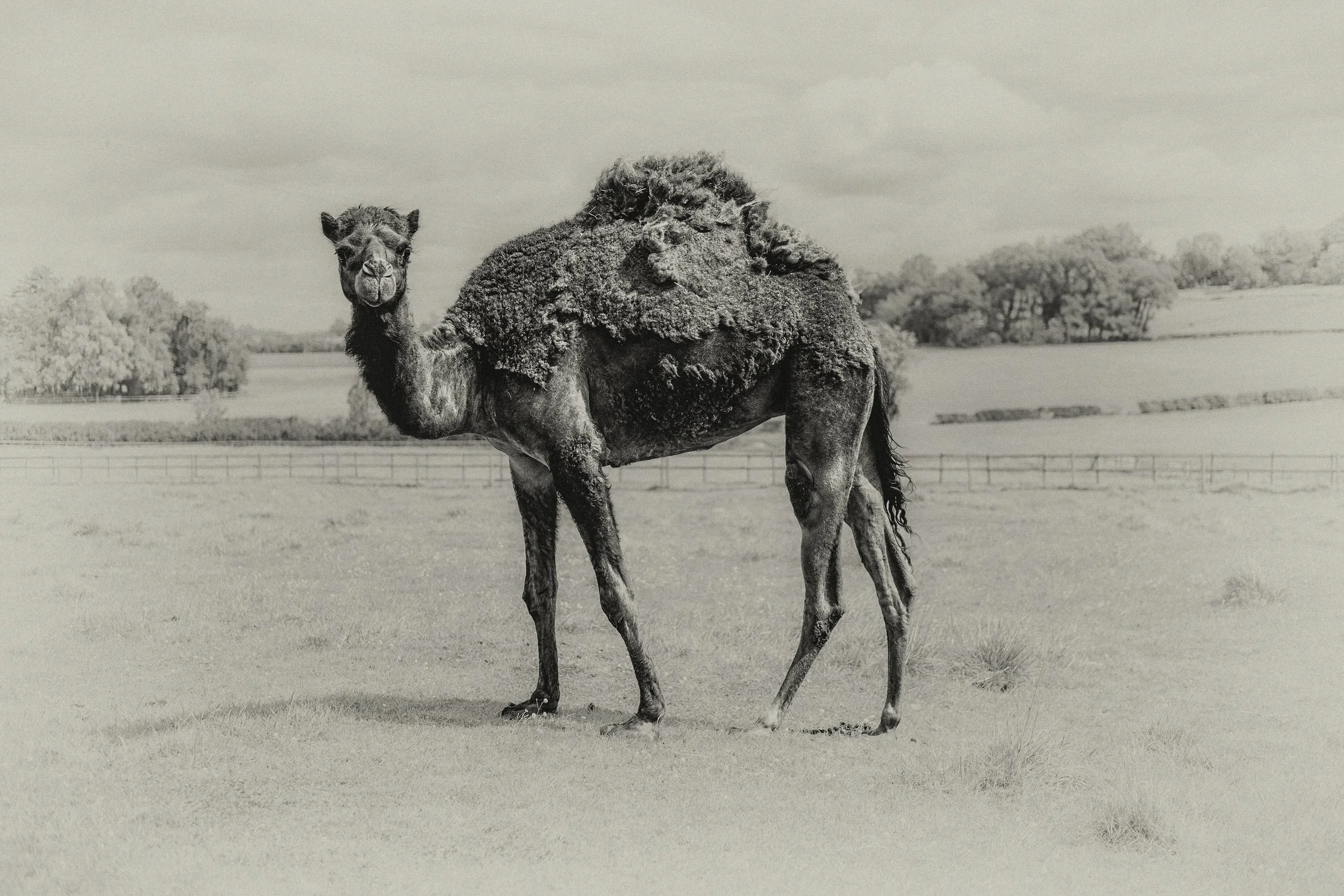 Joseph's Camel (Copy)
