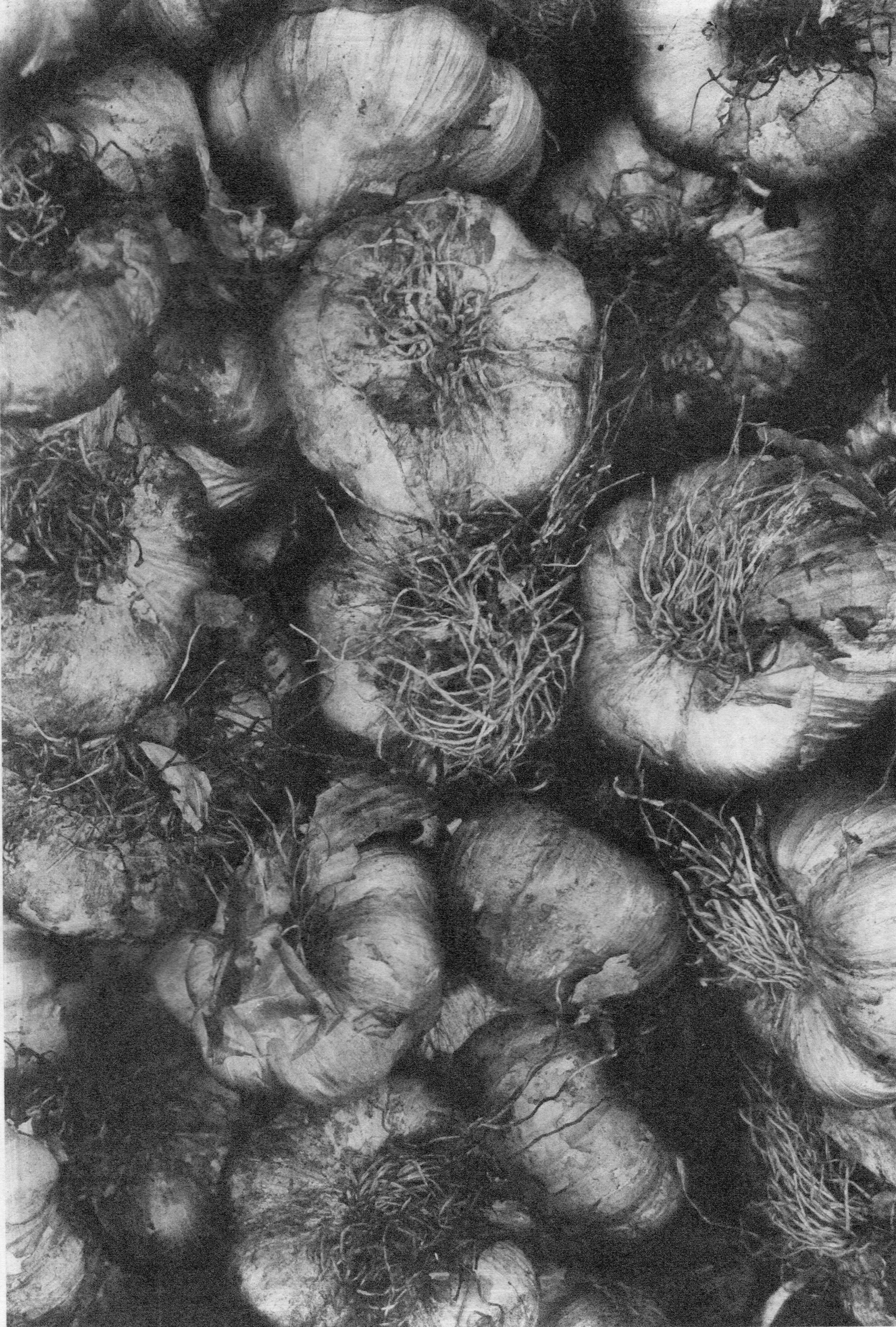 garlic_1.jpg