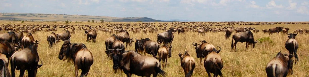 Maasai Mara Kenya, Porini Gamewatchers, photo by Yvette Jong