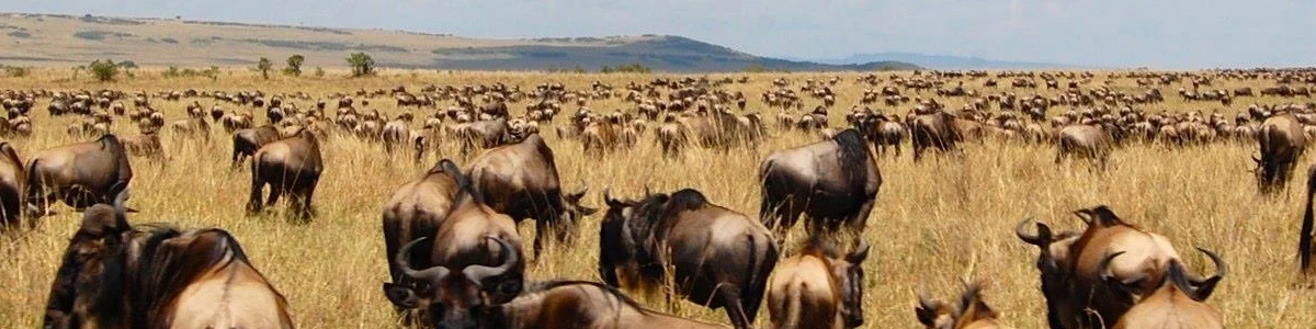 Maasai Mara Safari Yvette Jong.jpg