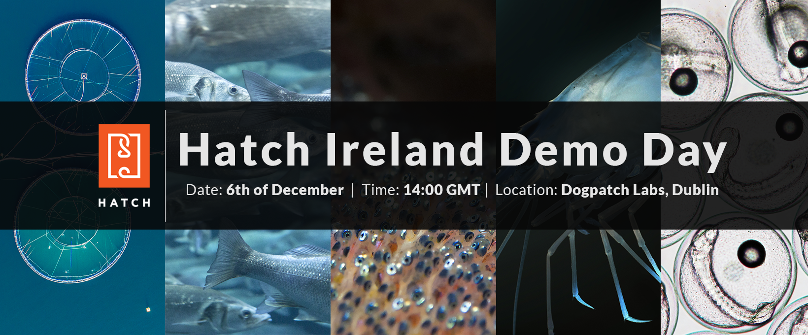 hatch_ireland_demo_day.png