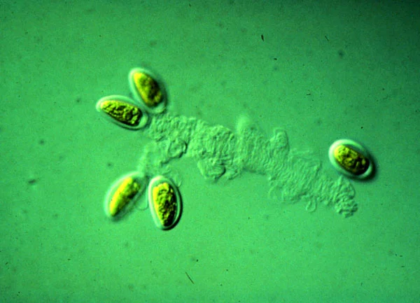 Cultured Tetraselmis