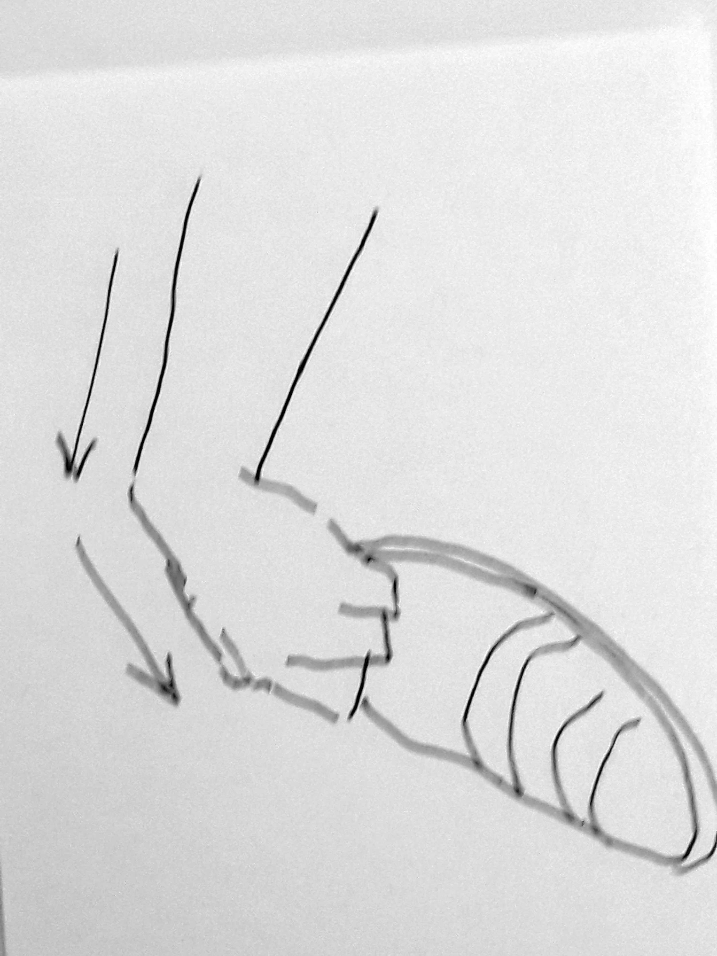 Living with the picture day after day, I began to crave certain rhythms absent in the initial pose. The above sketch was an idea which I thought would improve the picture. Having a living model, I had the option of making such changes without sacrif…