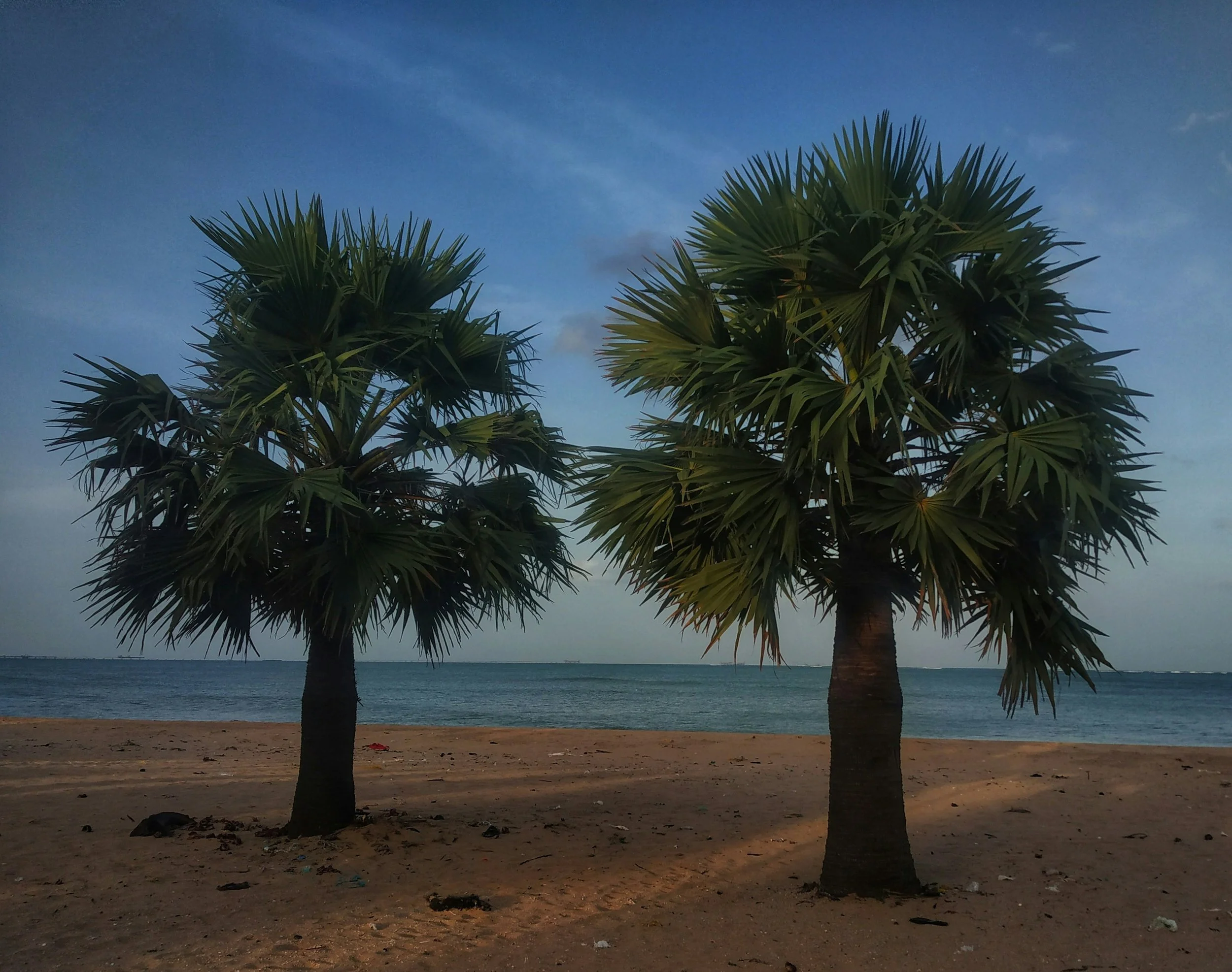 vss-lxqSixvuuNs-unsplash 2 trees.jpg