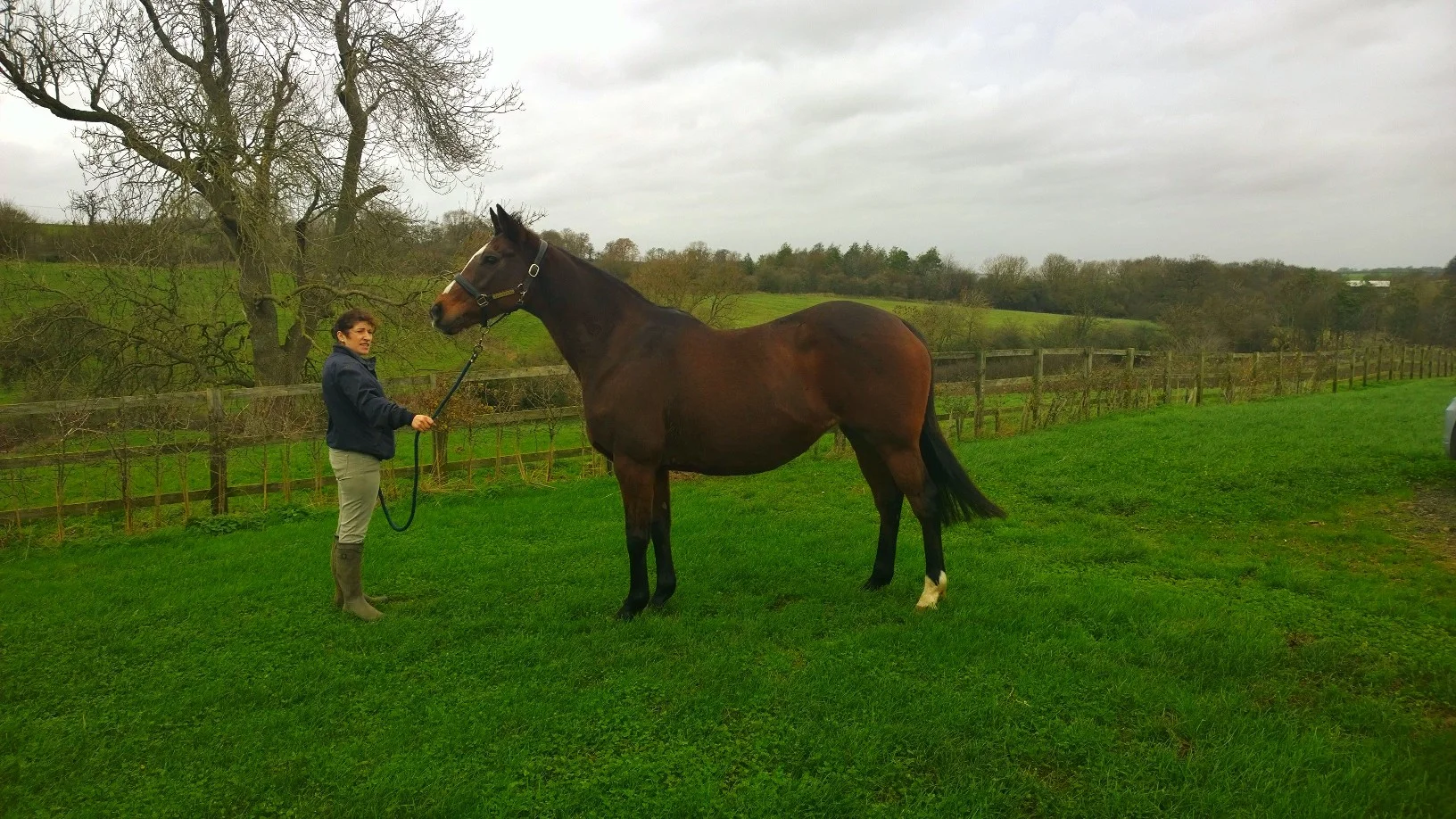 Hanella by Galileo out of Strutting having her first photo taken at Culworth Grounds