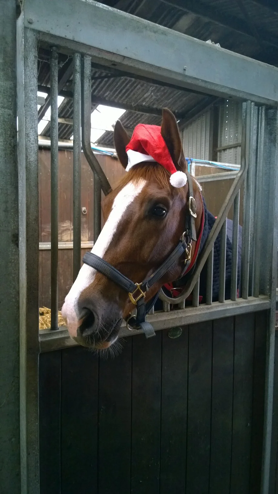 Nutwood Mimic getting ready for Christmas