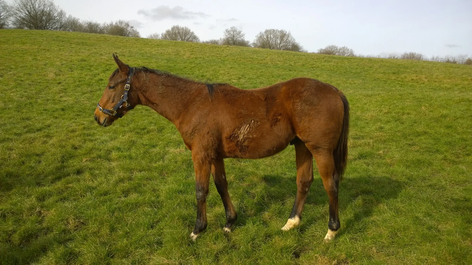 Introducing Gonzales – a new friend for Speedy!