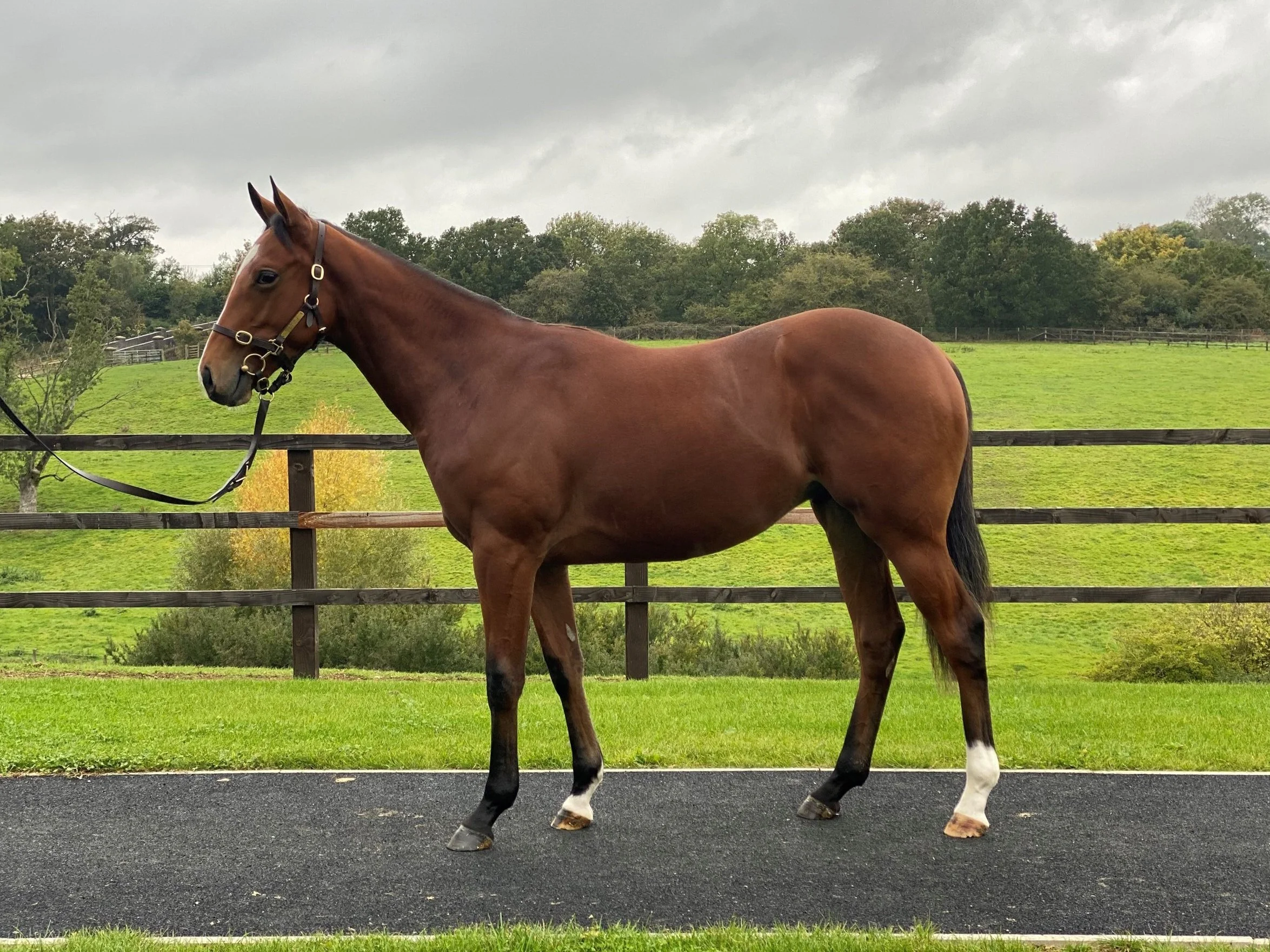 Gleneagles X Intrigue