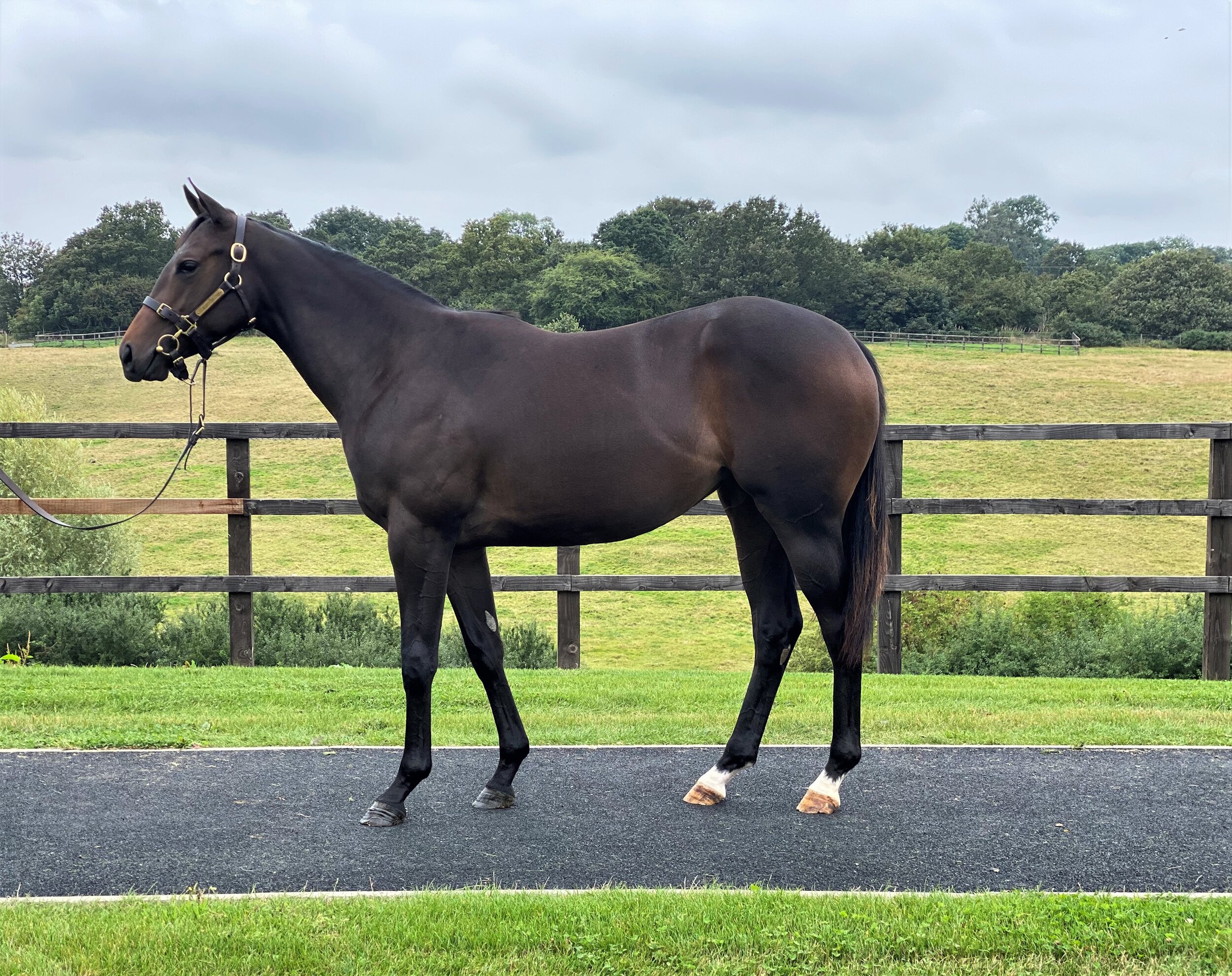 Havana Gold X Air Stricker