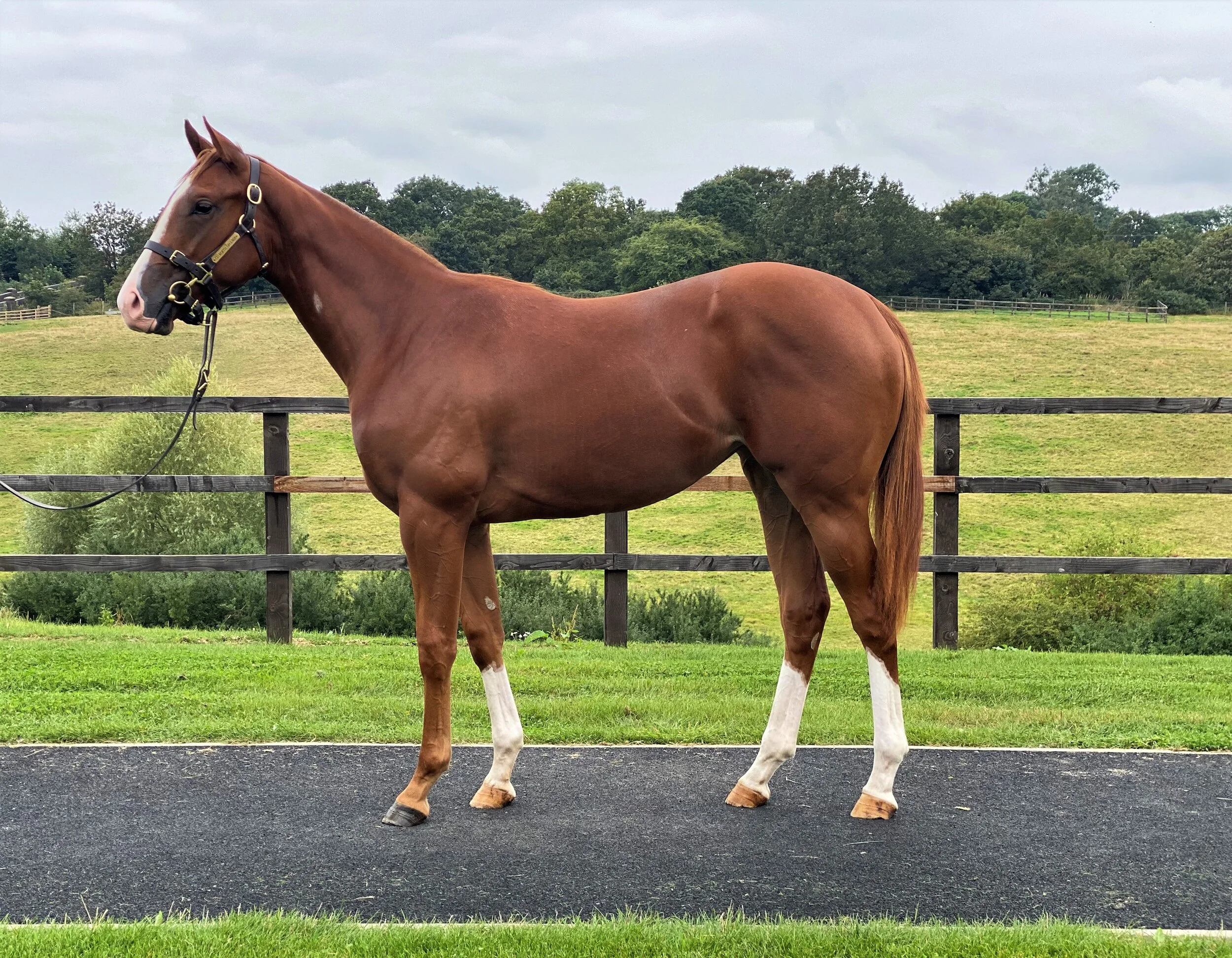 Pearl Secret X Lolamotion