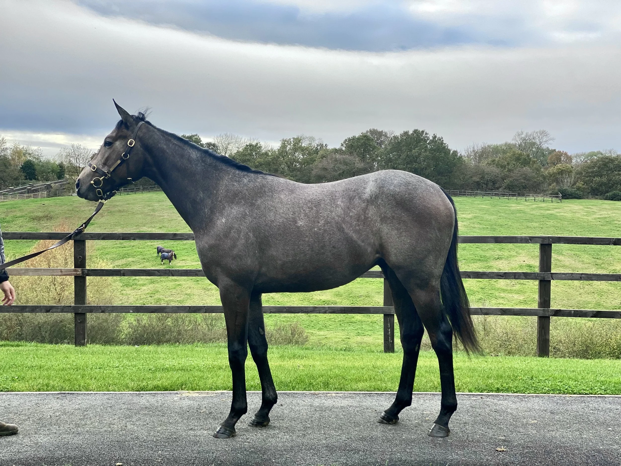 Charm Spirit X Aurora Gray