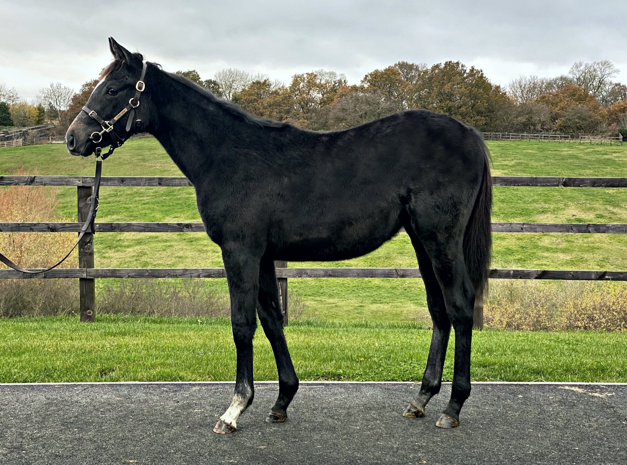 Golden Horn X Aurora Gray