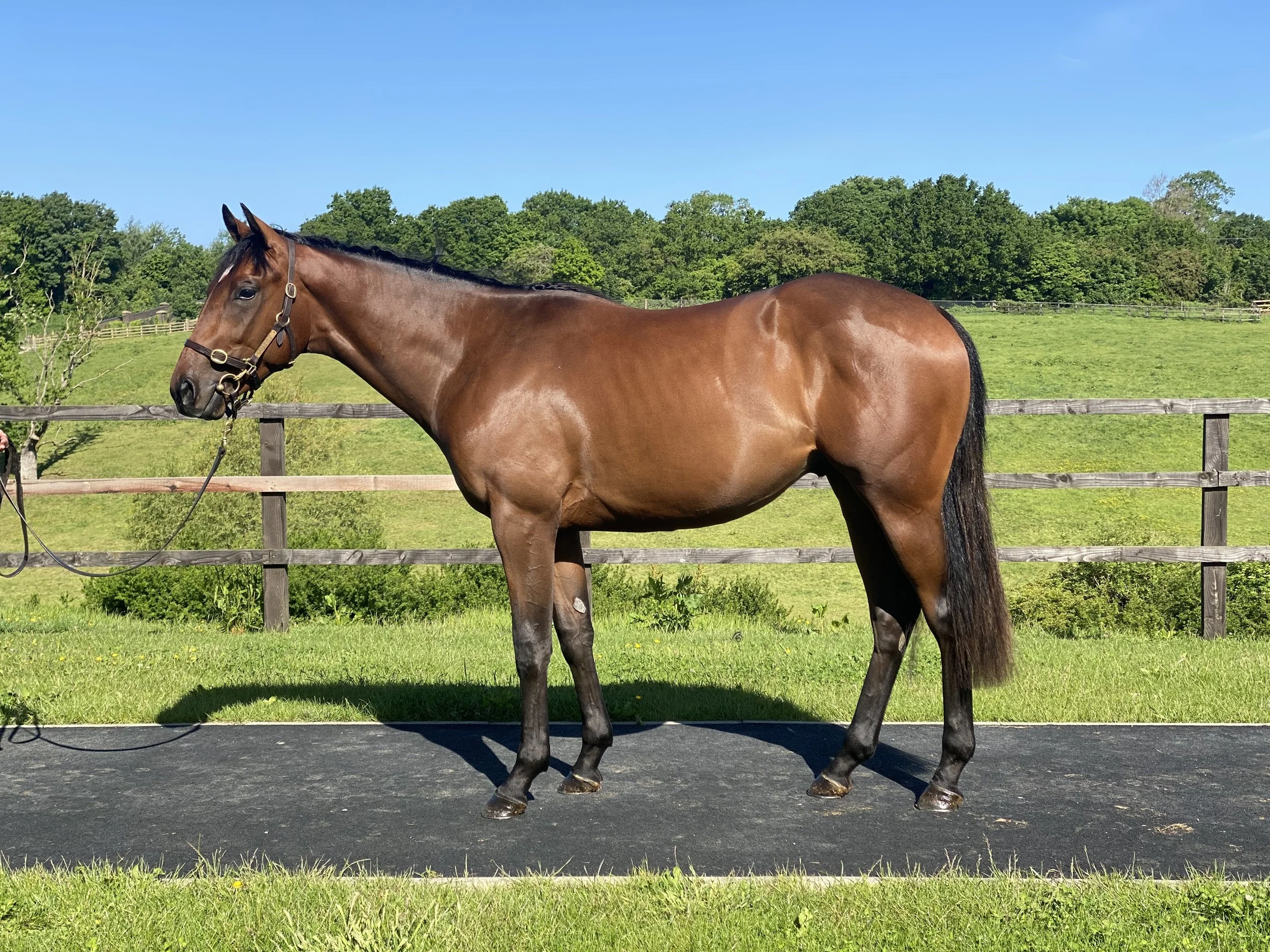 Havana Gold x Maggie Lou