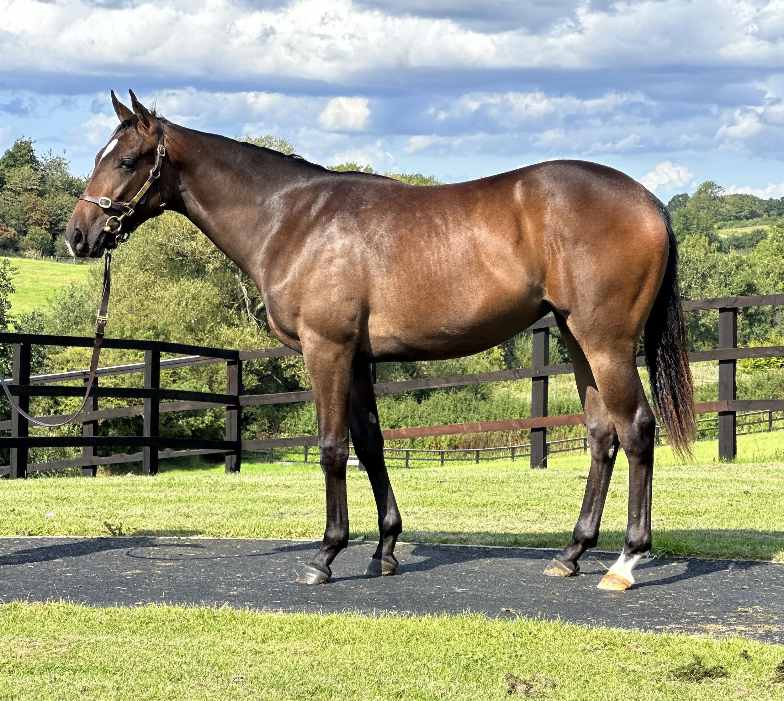 Due Diligence x Maggie Lou