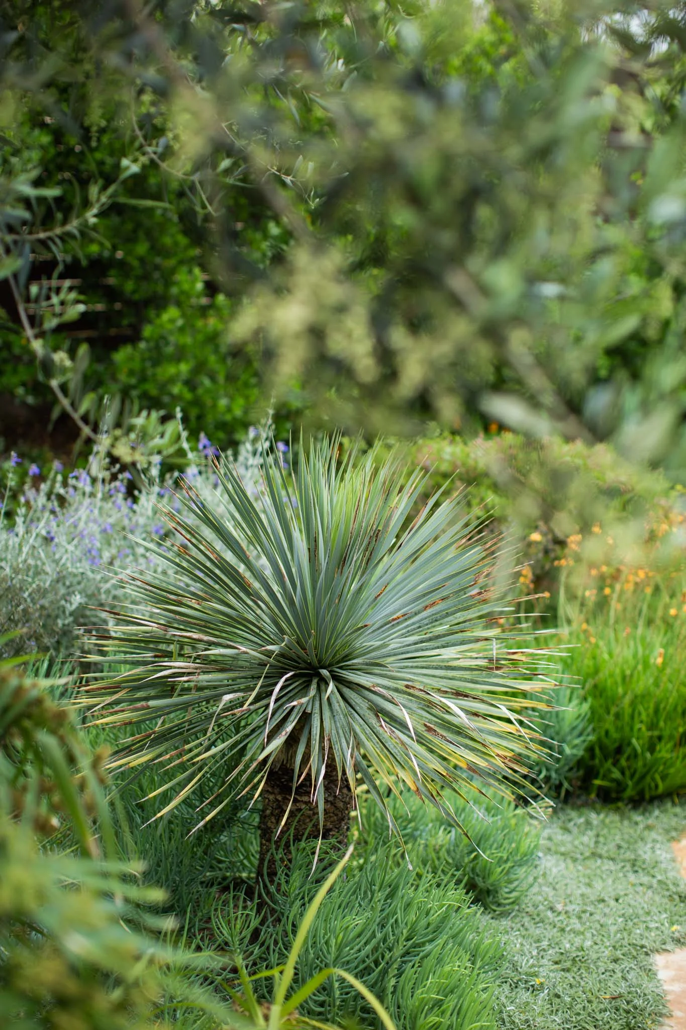 Jodi G Designs | Santa Barbara Interior Design Lanscape -51.jpg
