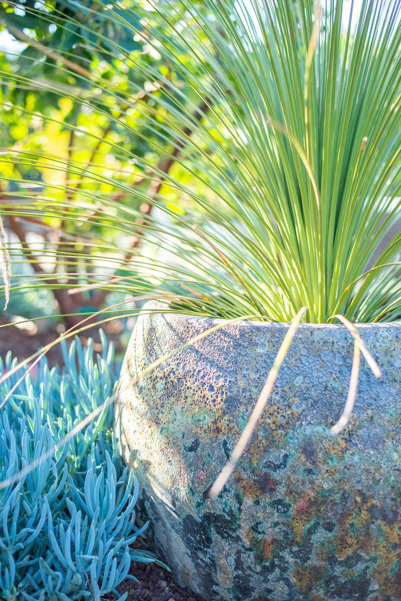 tropical oasis backyard on Jodi G Designs A Tropical Sanctuary