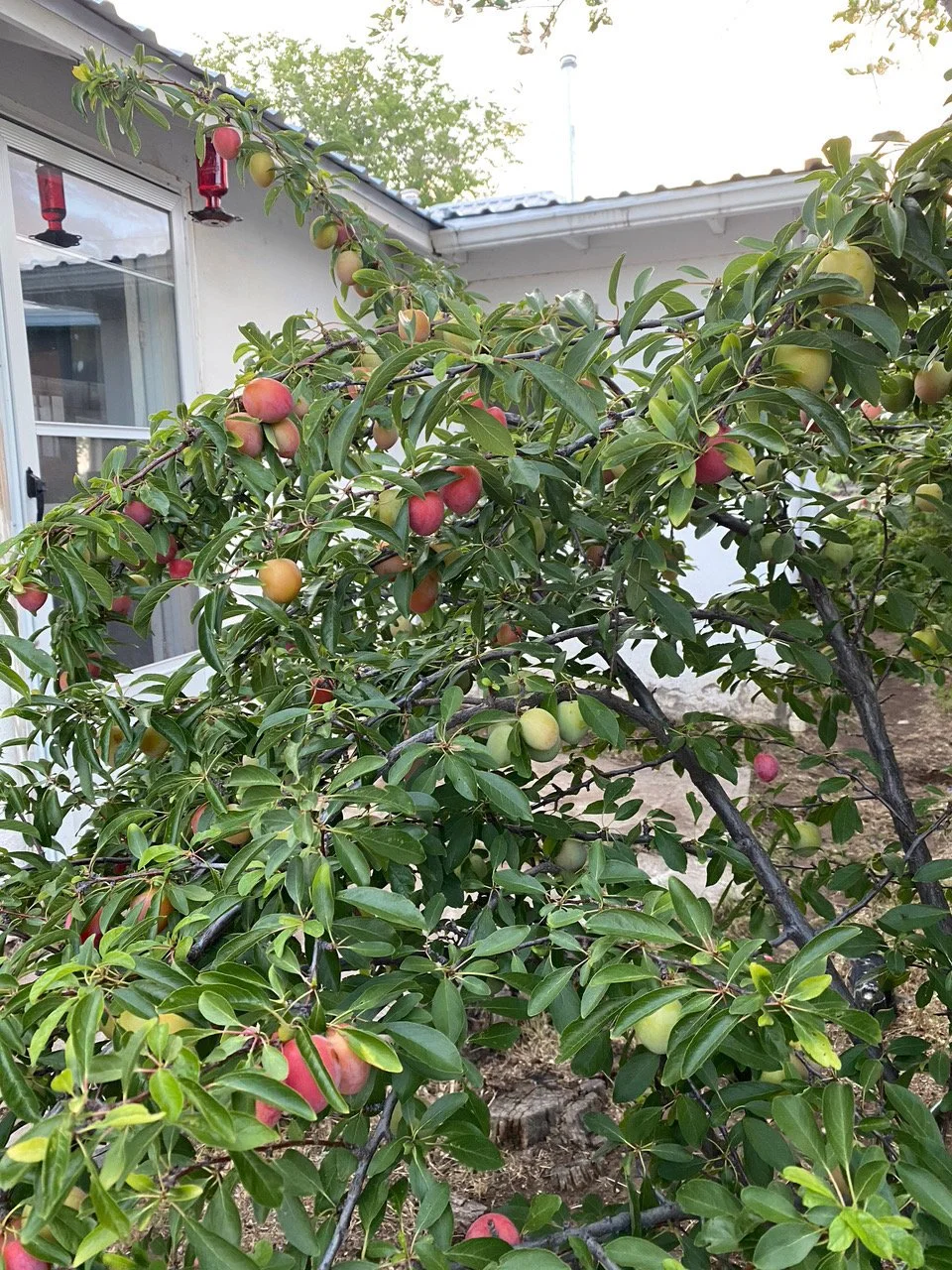 Peachtree.jpeg