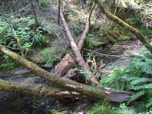 logs in Pudding Creek 1.jpg