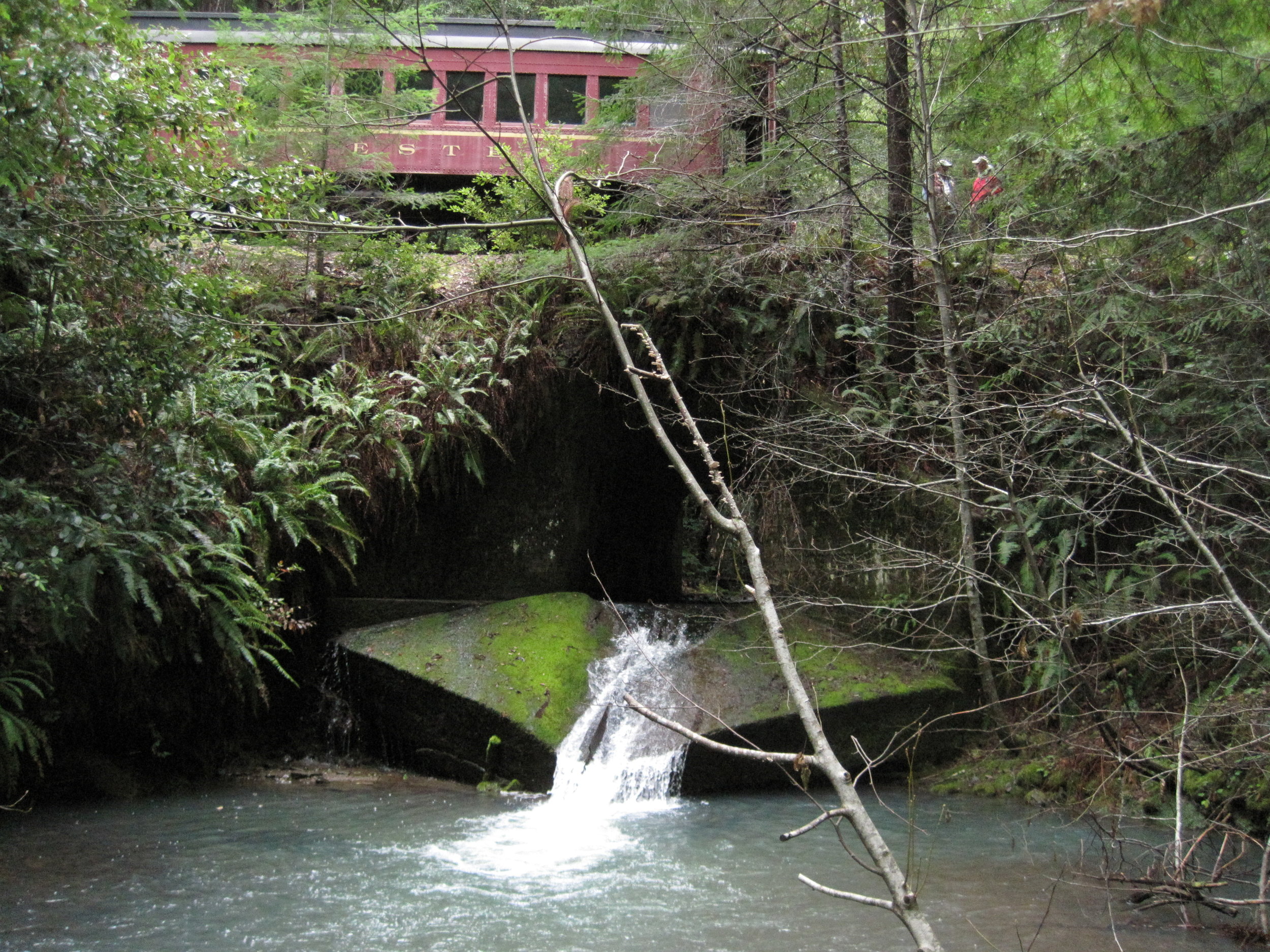 WE NEED YOUR HELP - Help us support efforts to improve fish passage and reduce sediment delivery along the Skunk Train's Mendocino Railway.