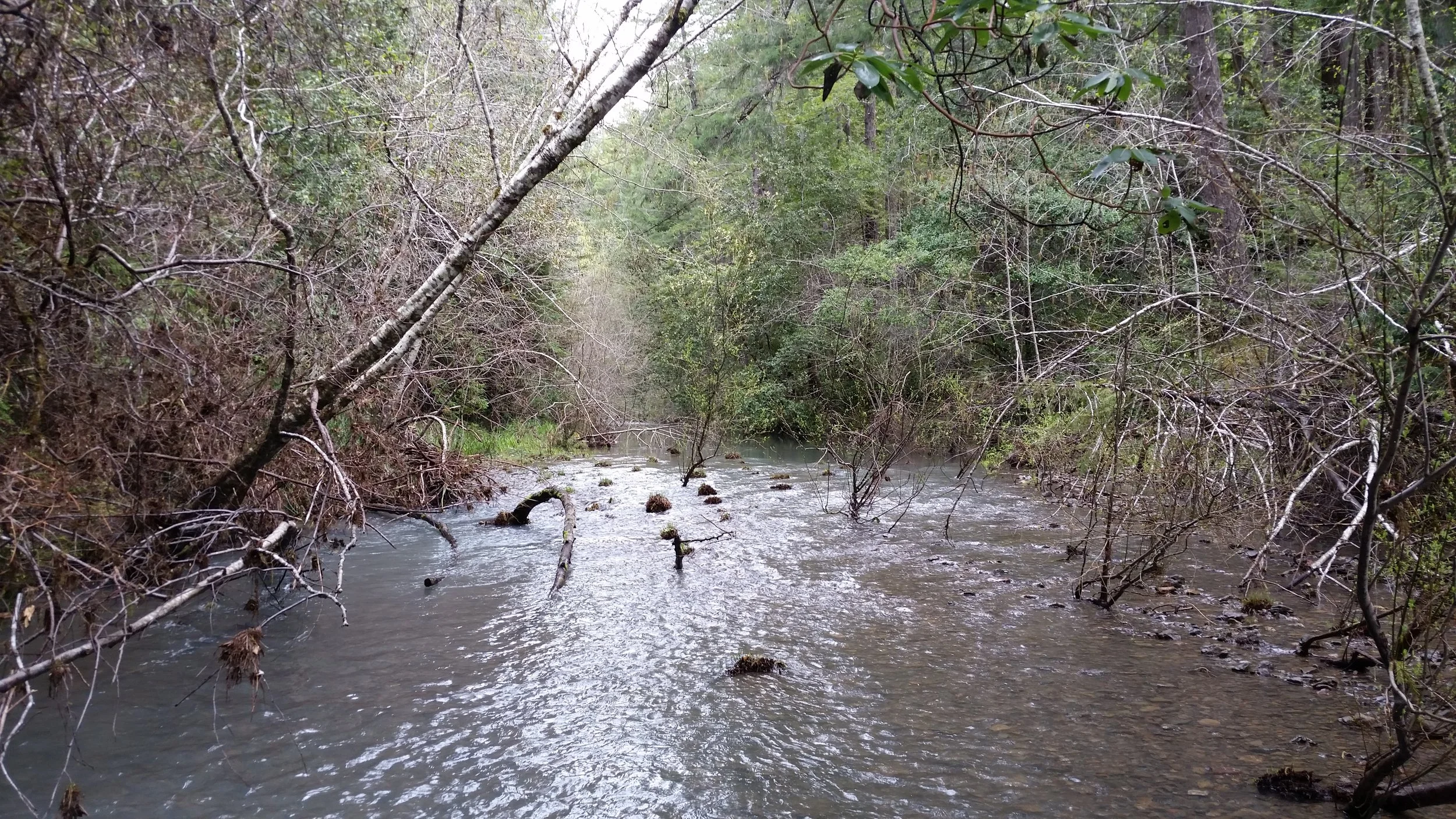 North Fork Navarro - Site E Before