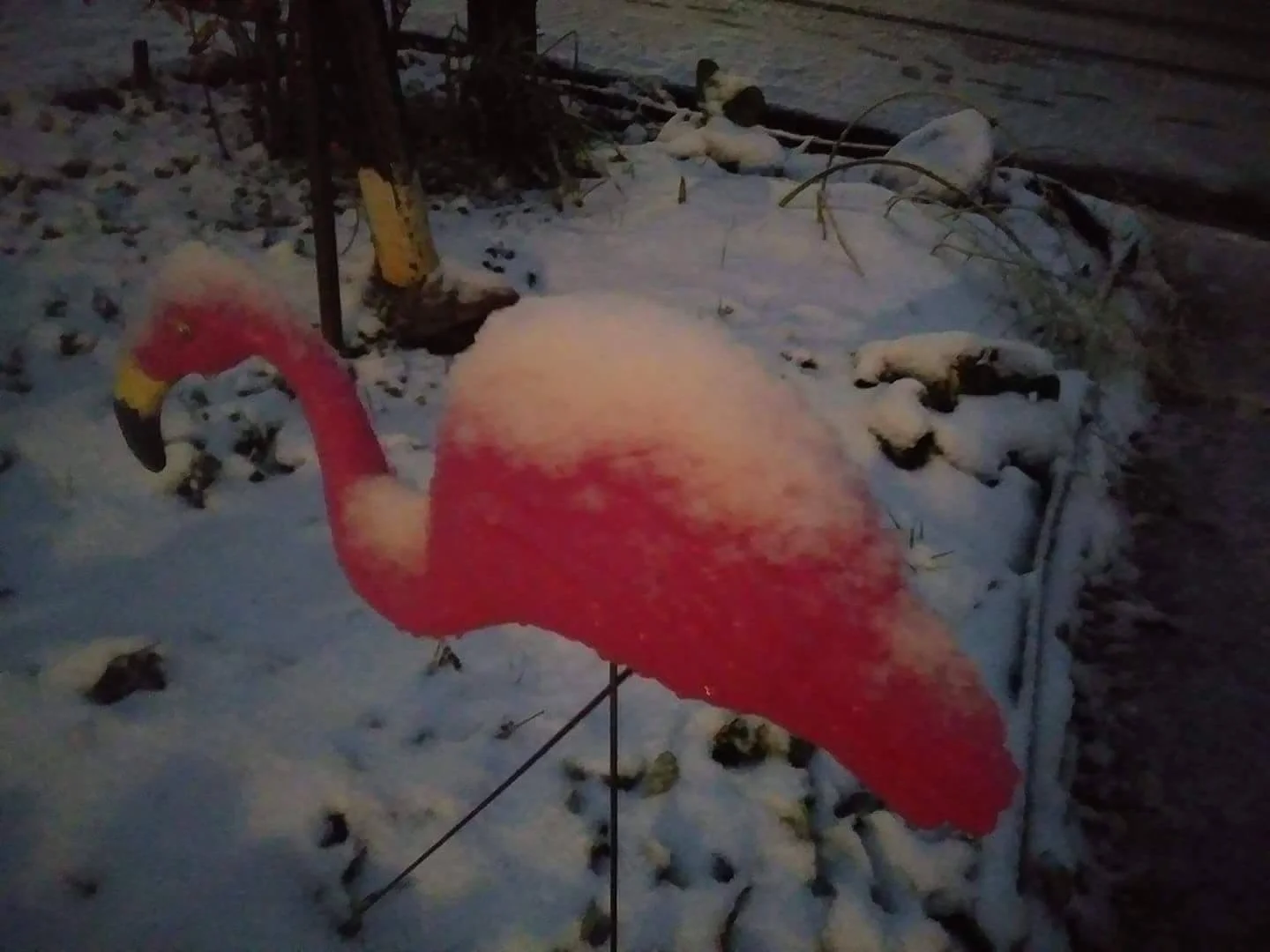 Bird image courtesy of Mike Cebulski