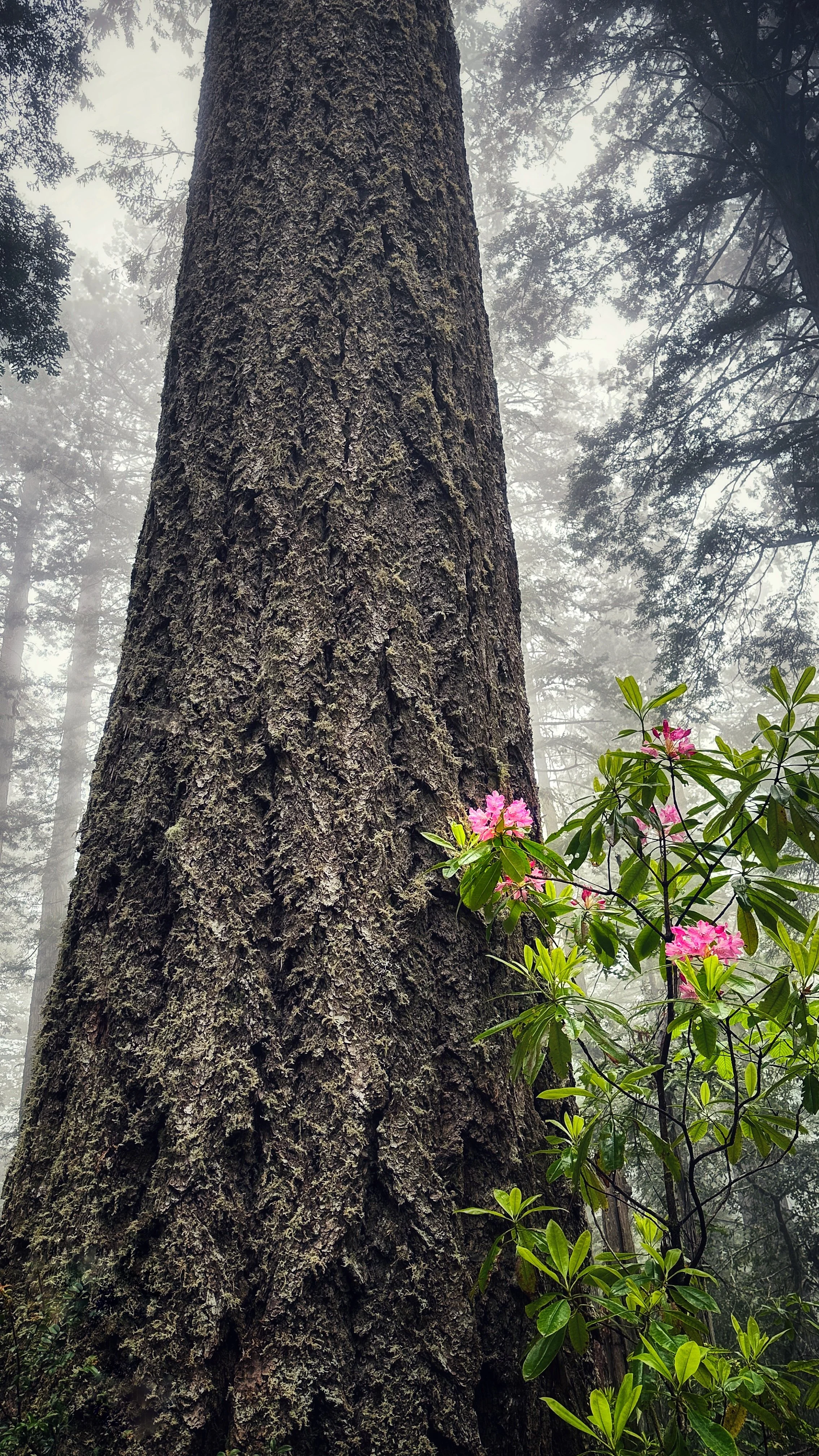Towering Redwood and Rhododendrons, Lady Bird Johnson Grove, Redwood National Park, California 2023