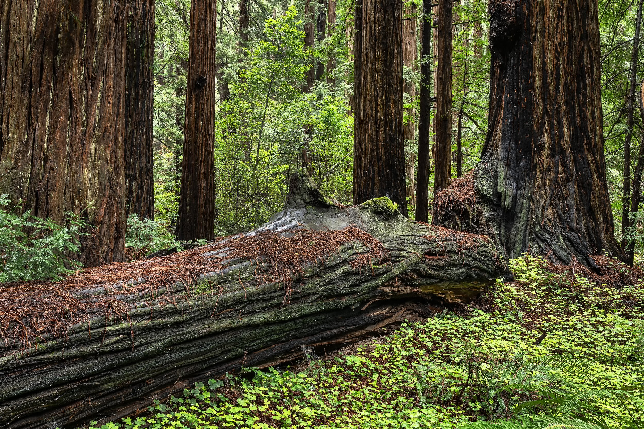 Fallen Redwood, Muir Woods National Monument, California 2026