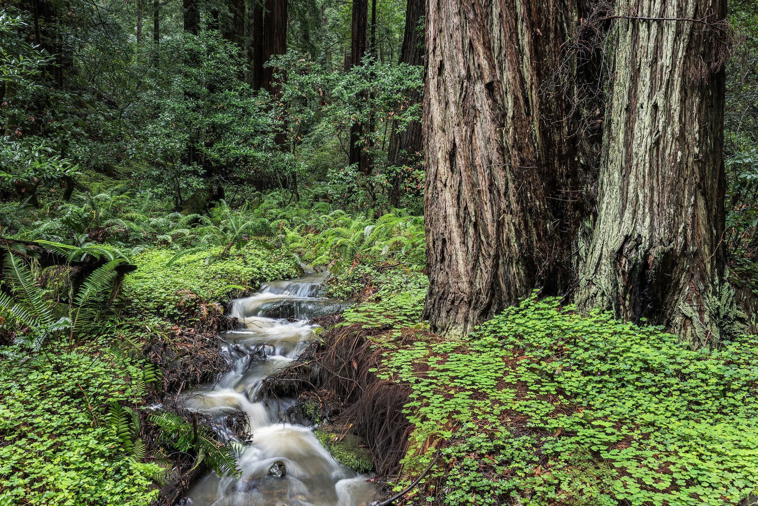 Redwoods and Stream, Muir Woods National Monument, California 2026