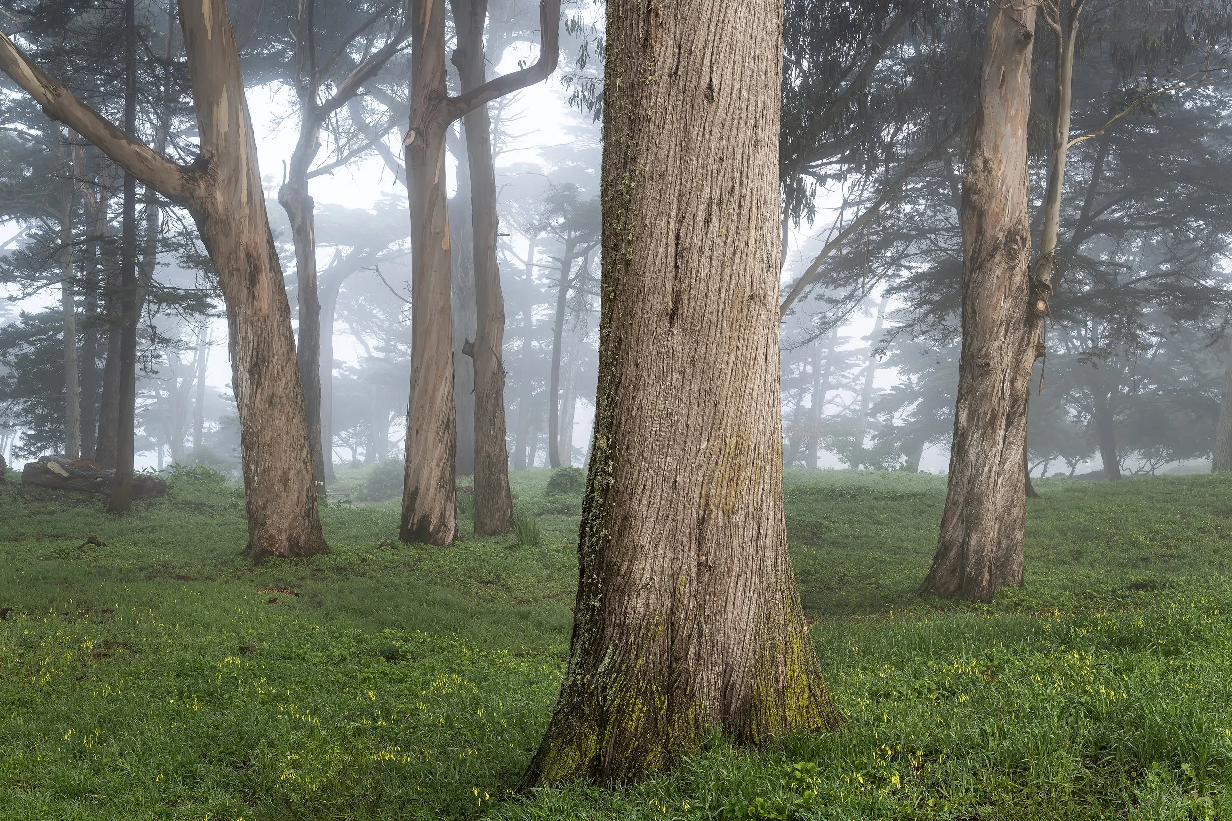 Trees in Fog 2, Sutro Community Park, San Francisco, California 2026