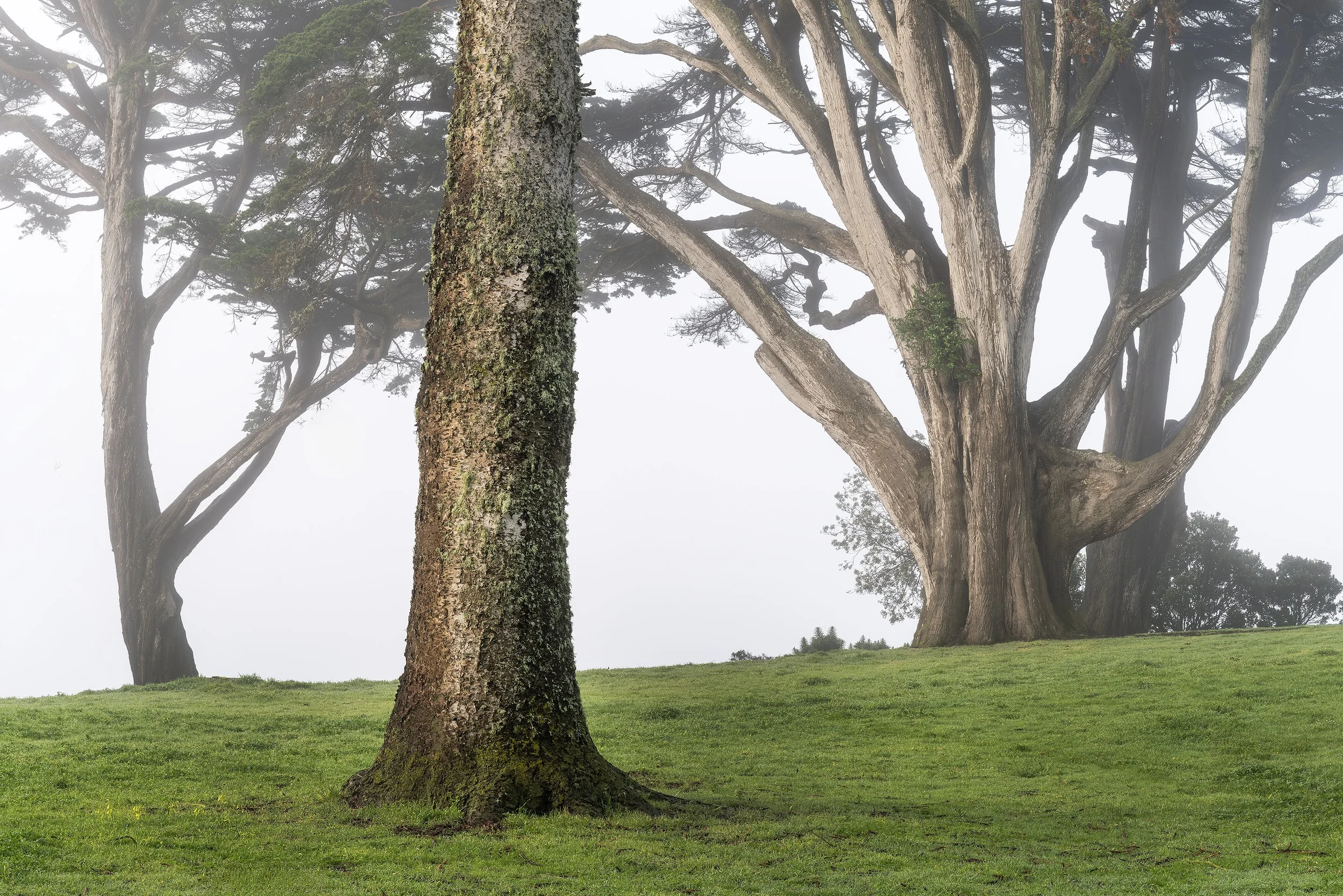 Trees in Fog 3, Sutro Community Park, San Francisco, California 2026