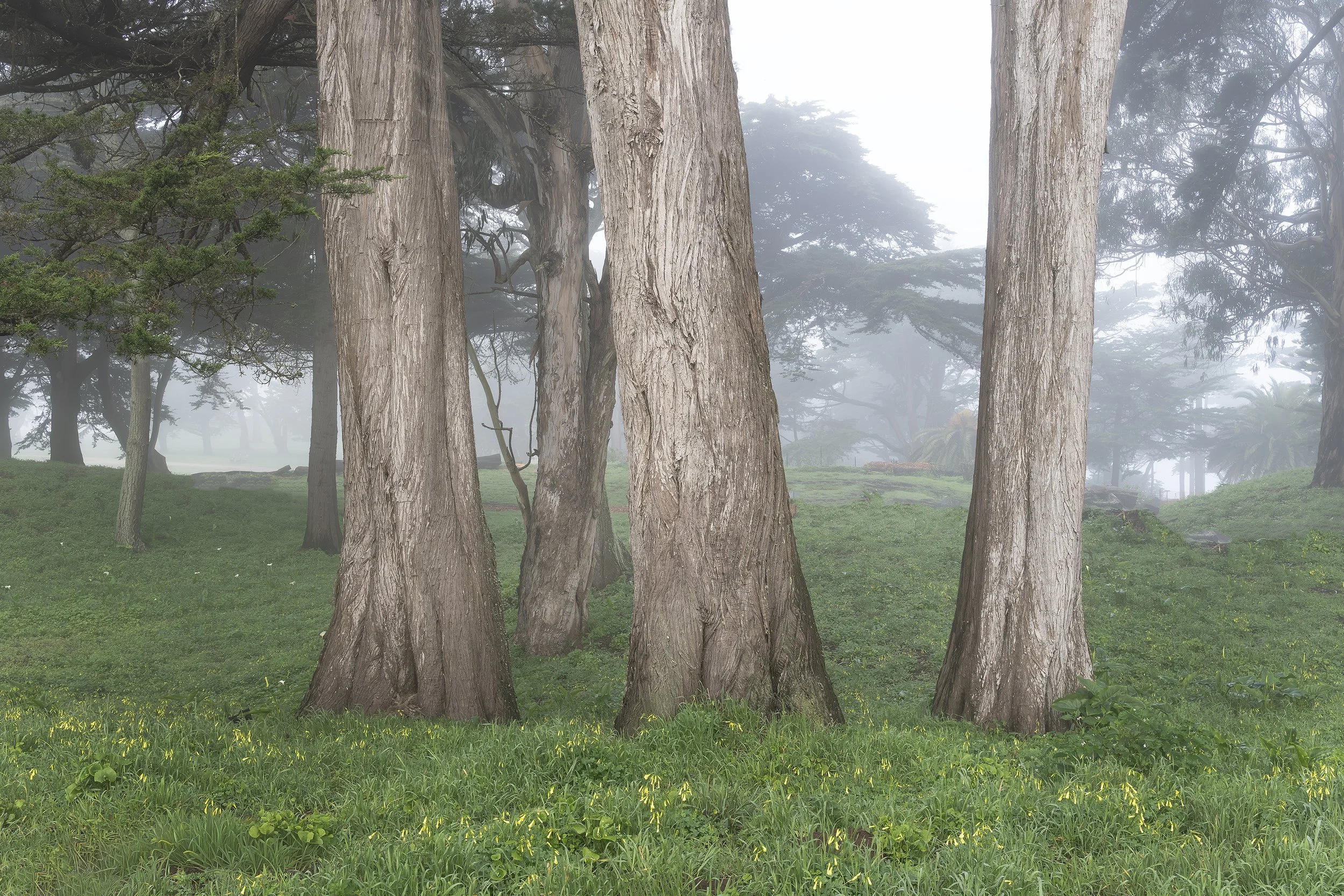 Trees in Fog 1, Sutro Community Park, San Francisco, California 2026