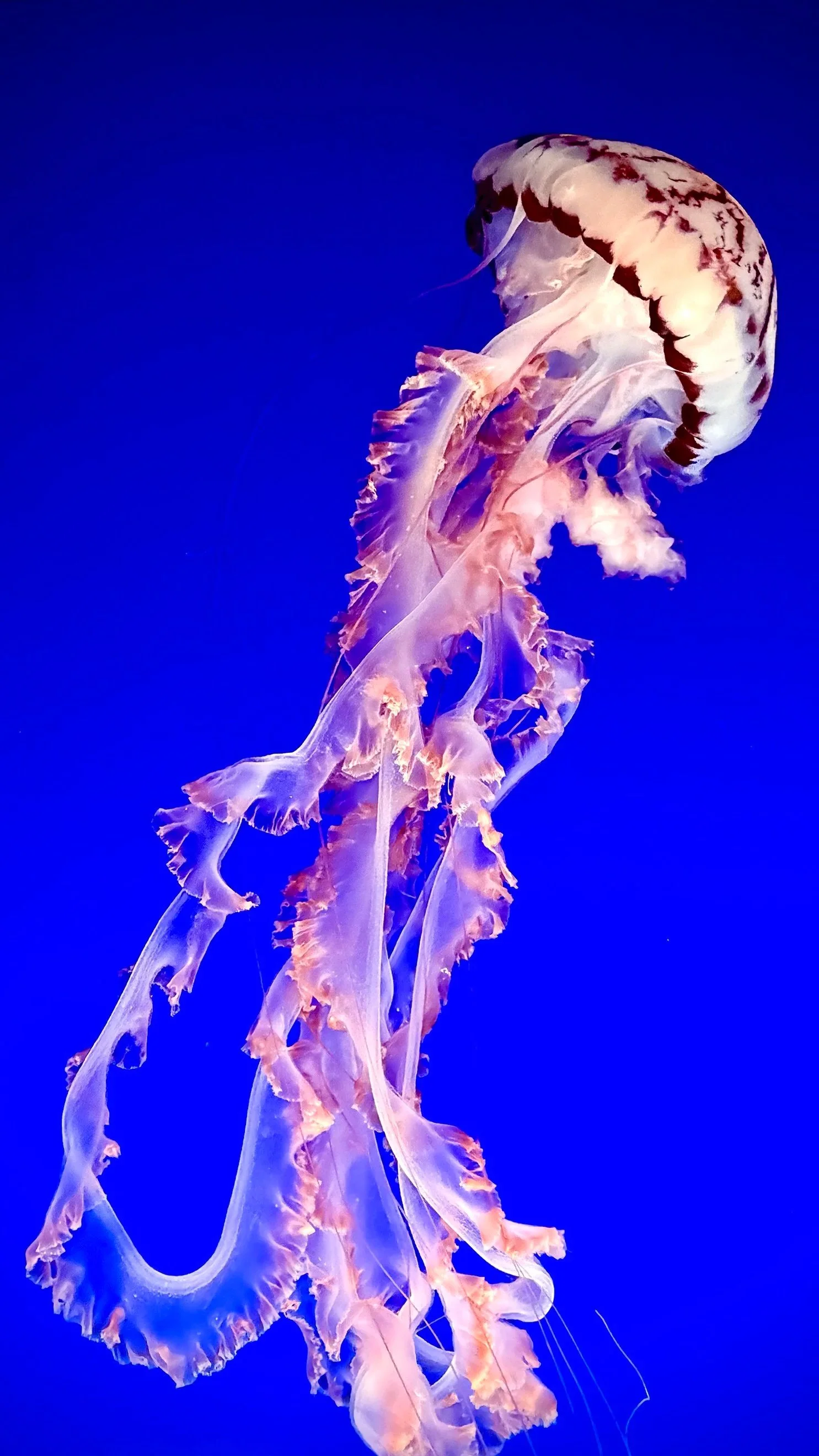 Jellyfish, Monterey Bay Aquarium, Monterey, California 2026