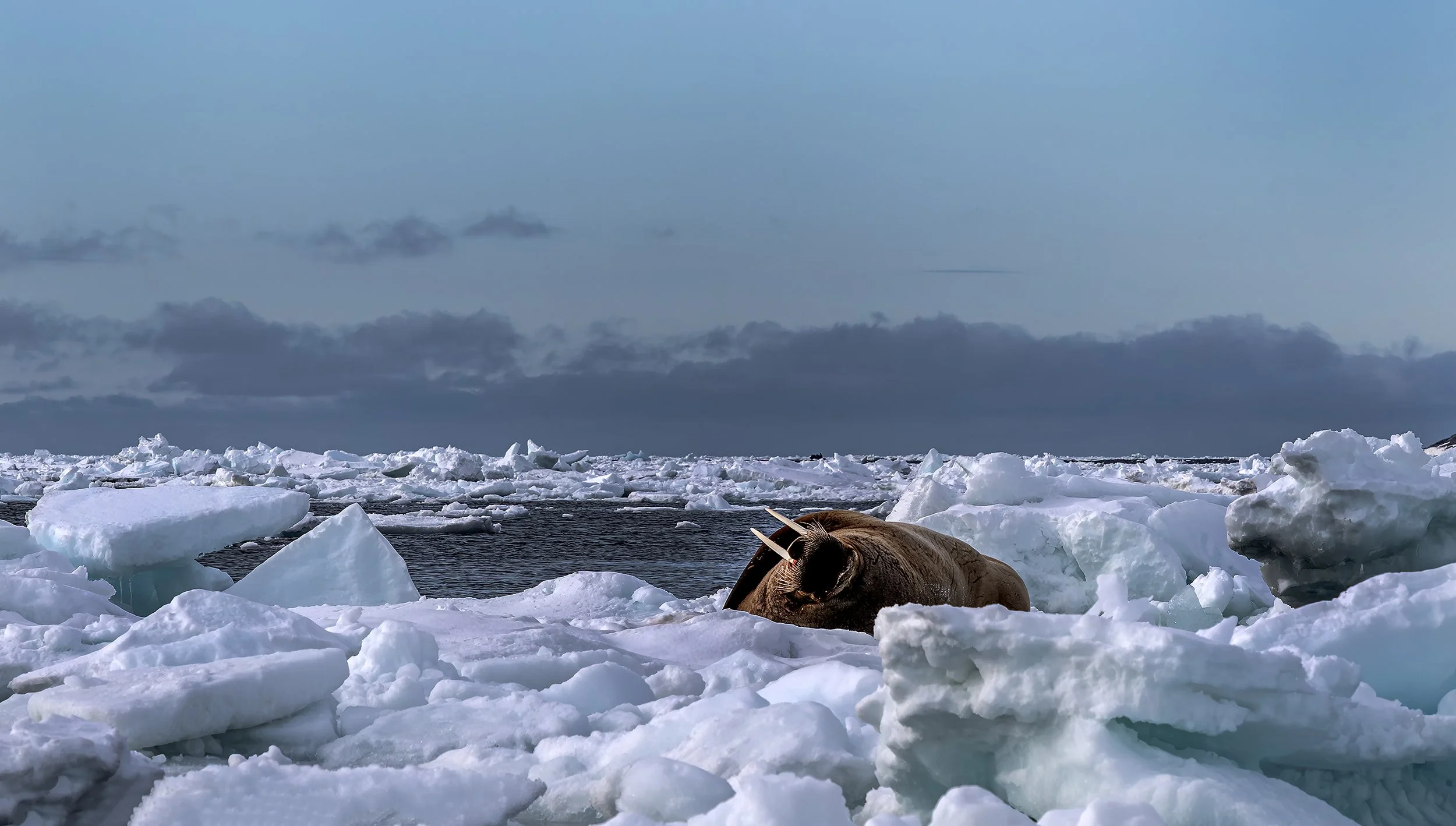 Sleeping Walrus and Sea Ice, Svalbard 2026