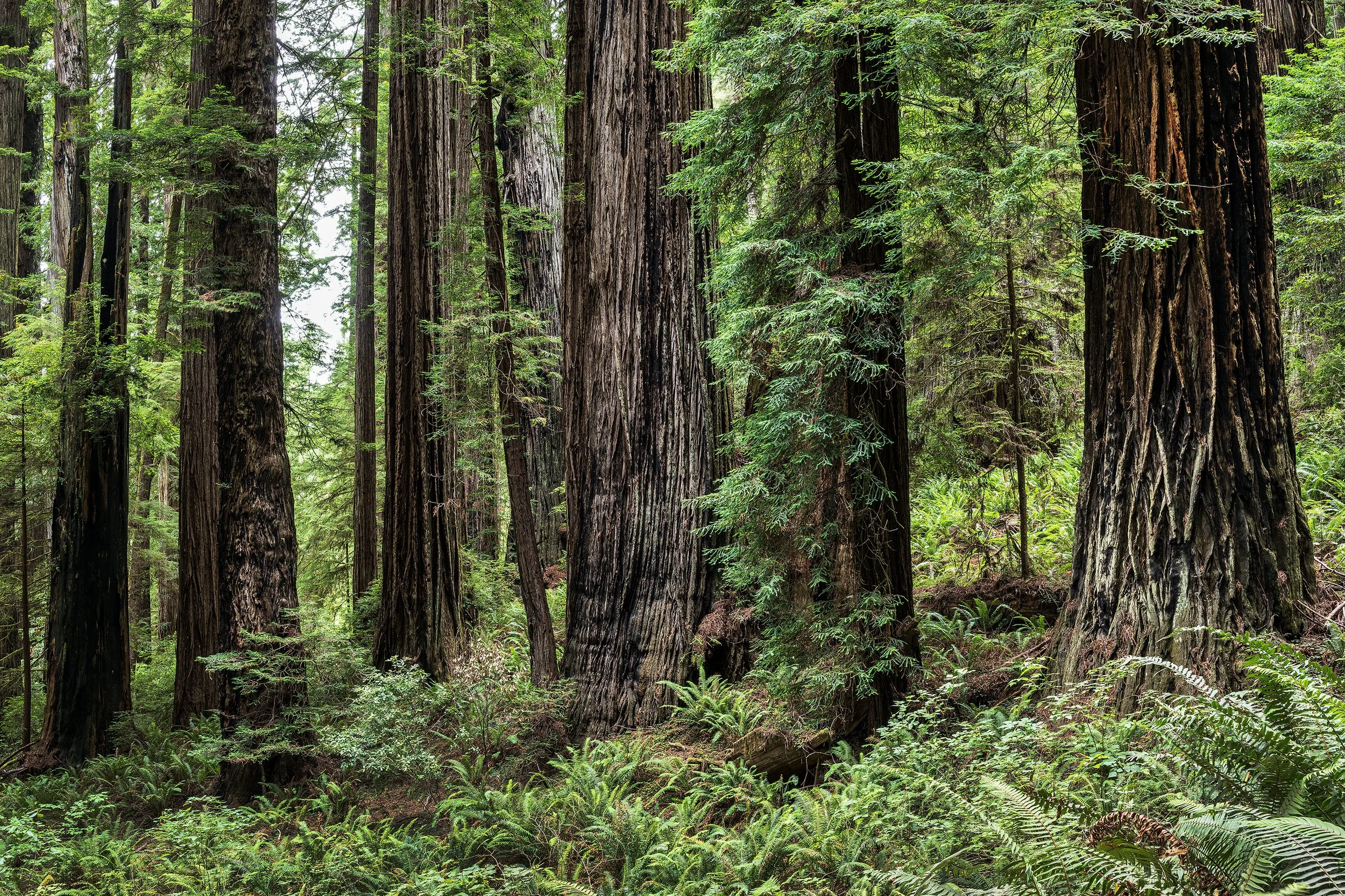 Redwood Forest, Redwood State and National Parks, California 2026